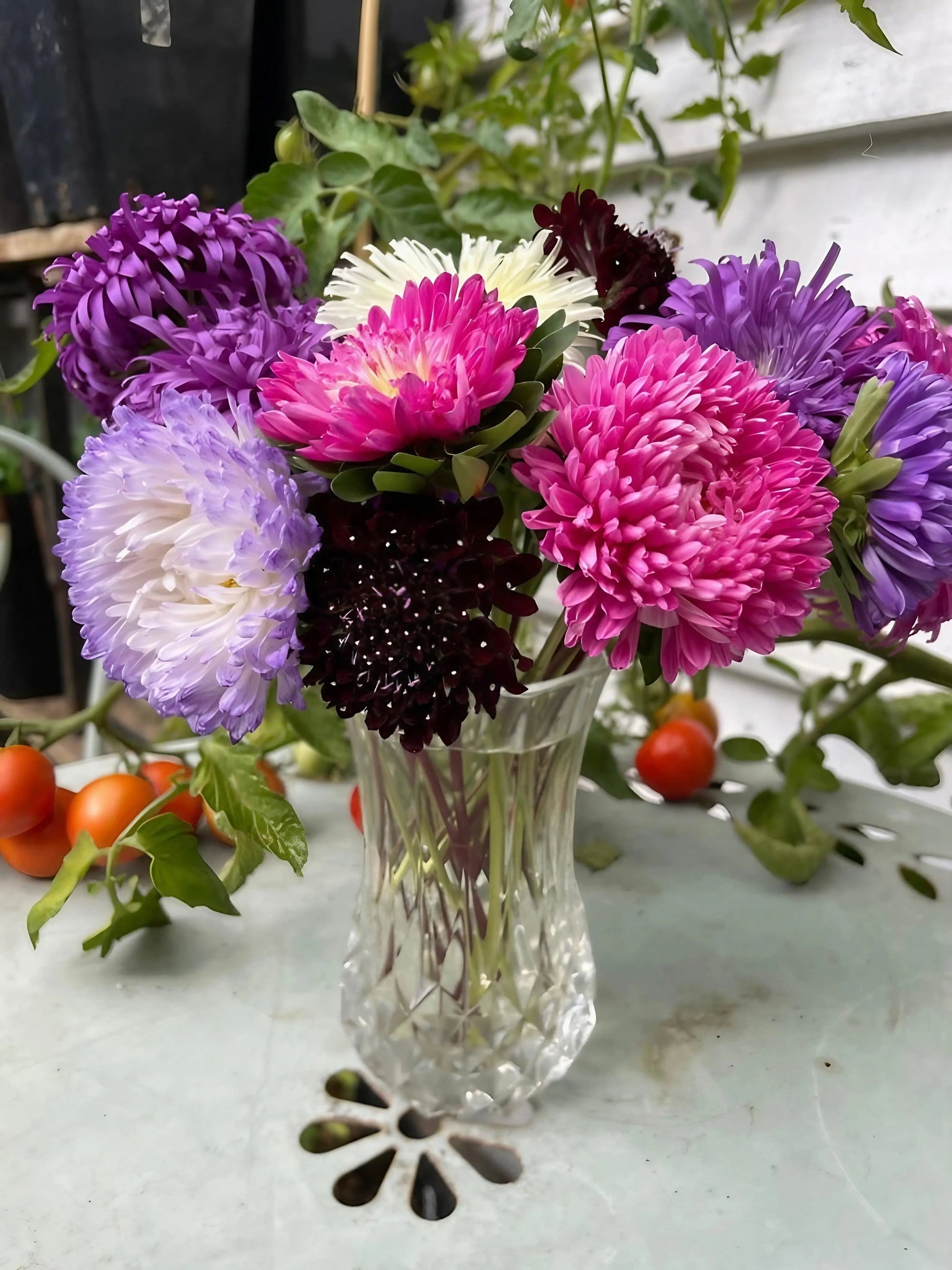 Aster Duchess Mixed - REGN
