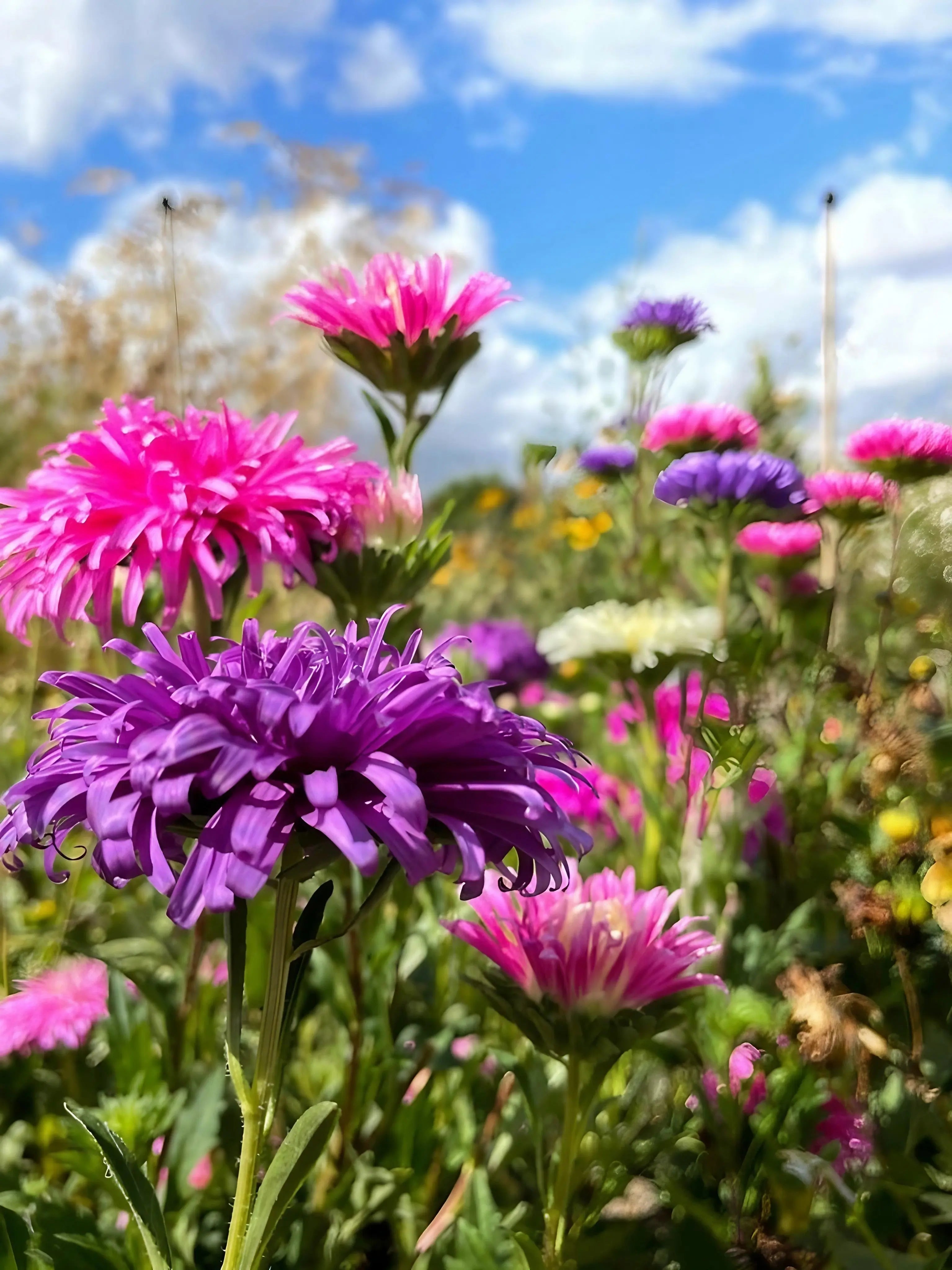 Aster Ostrich Plume - REGN
