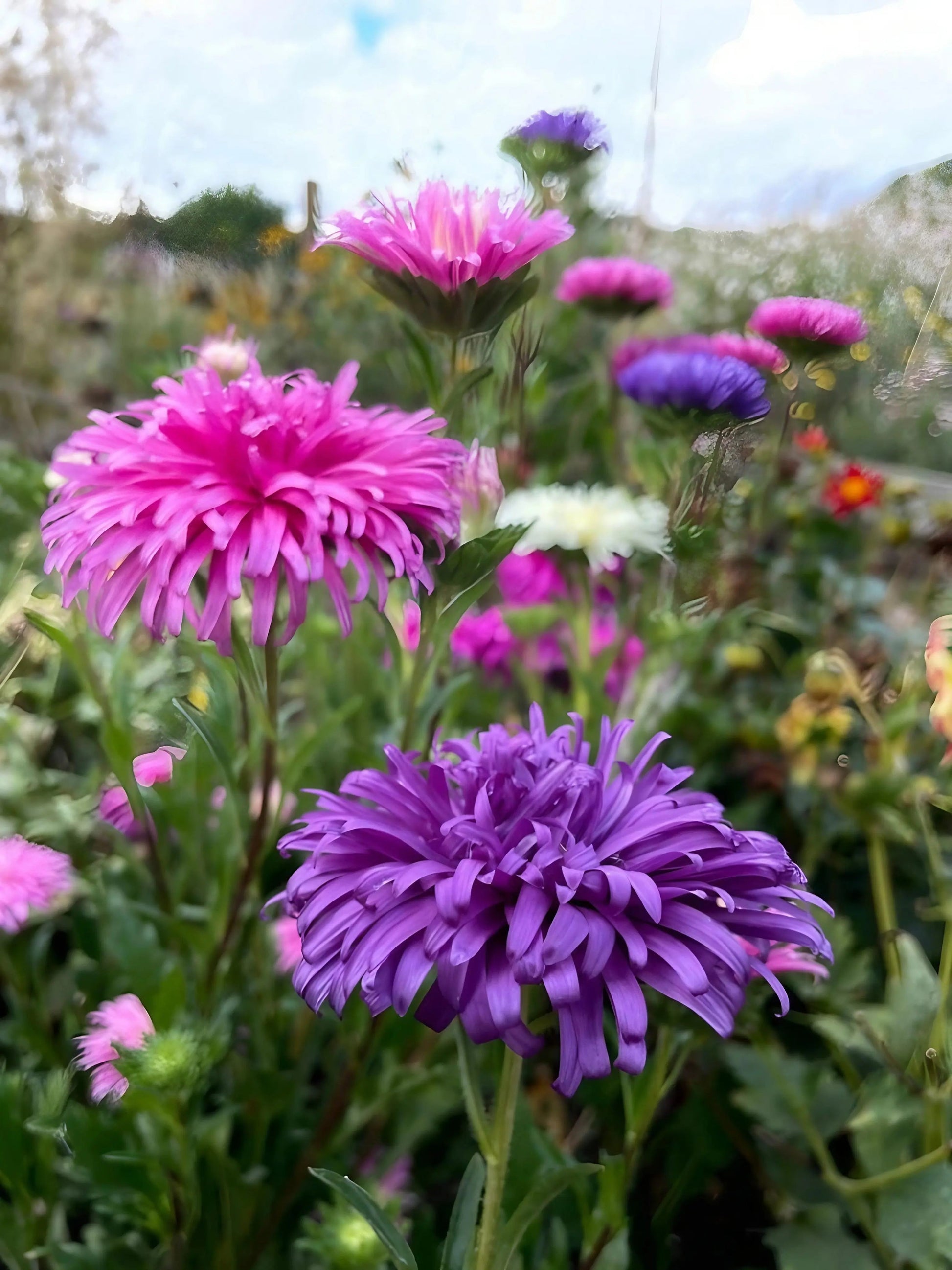 Aster Ostrich Plume - REGN