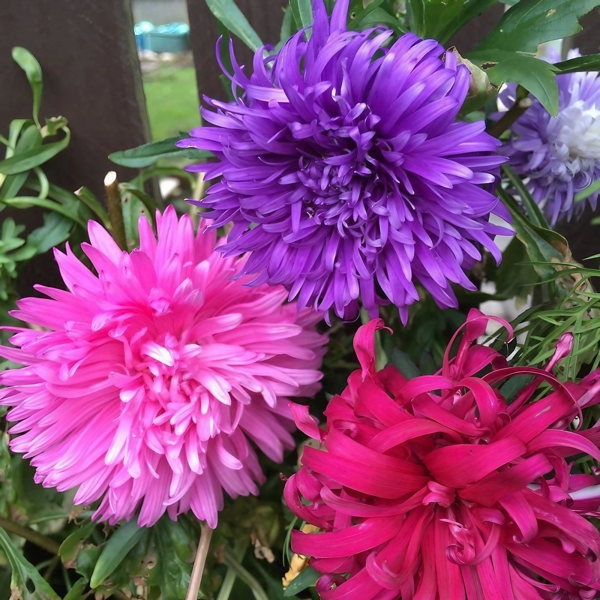 Aster Ostrich Plume - REGN