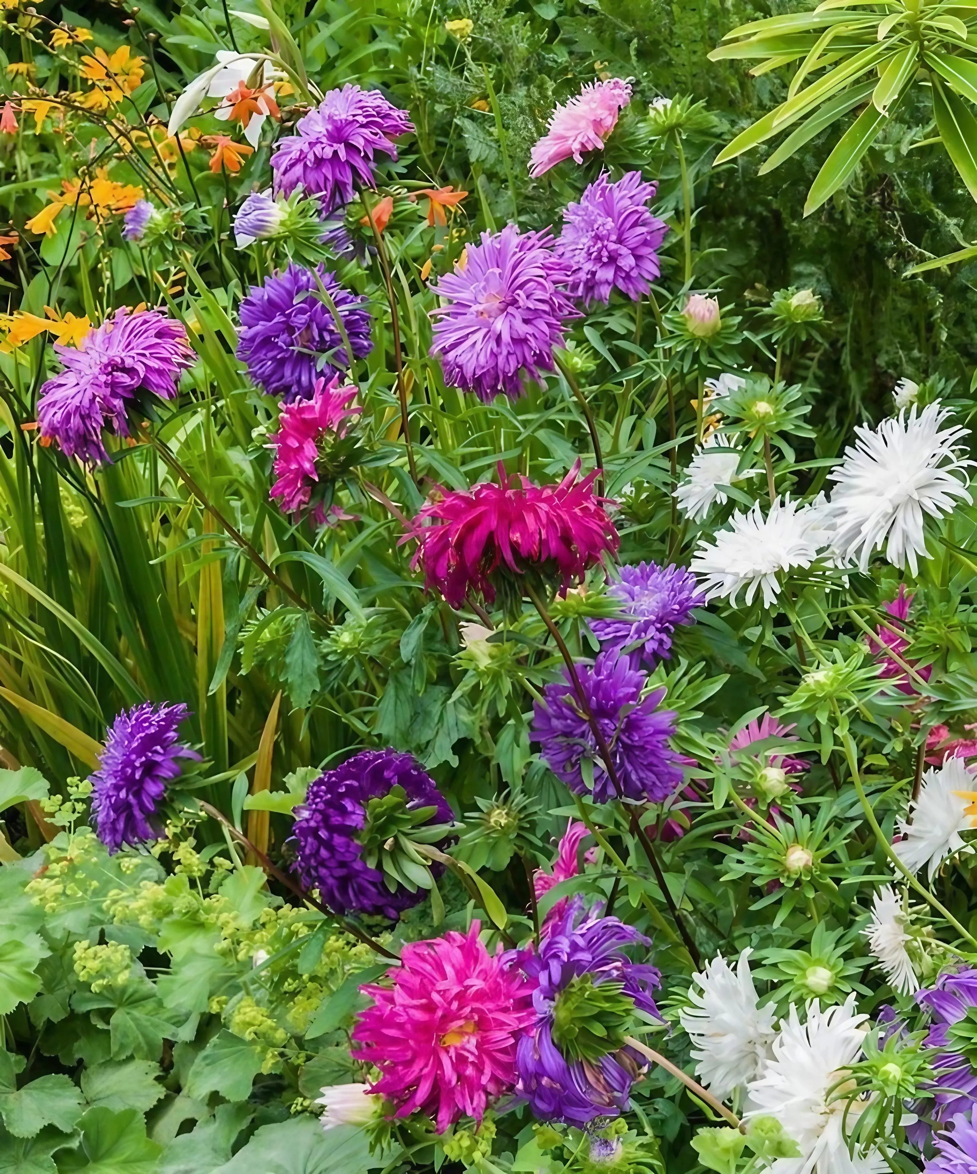 Aster Ostrich Plume - REGN