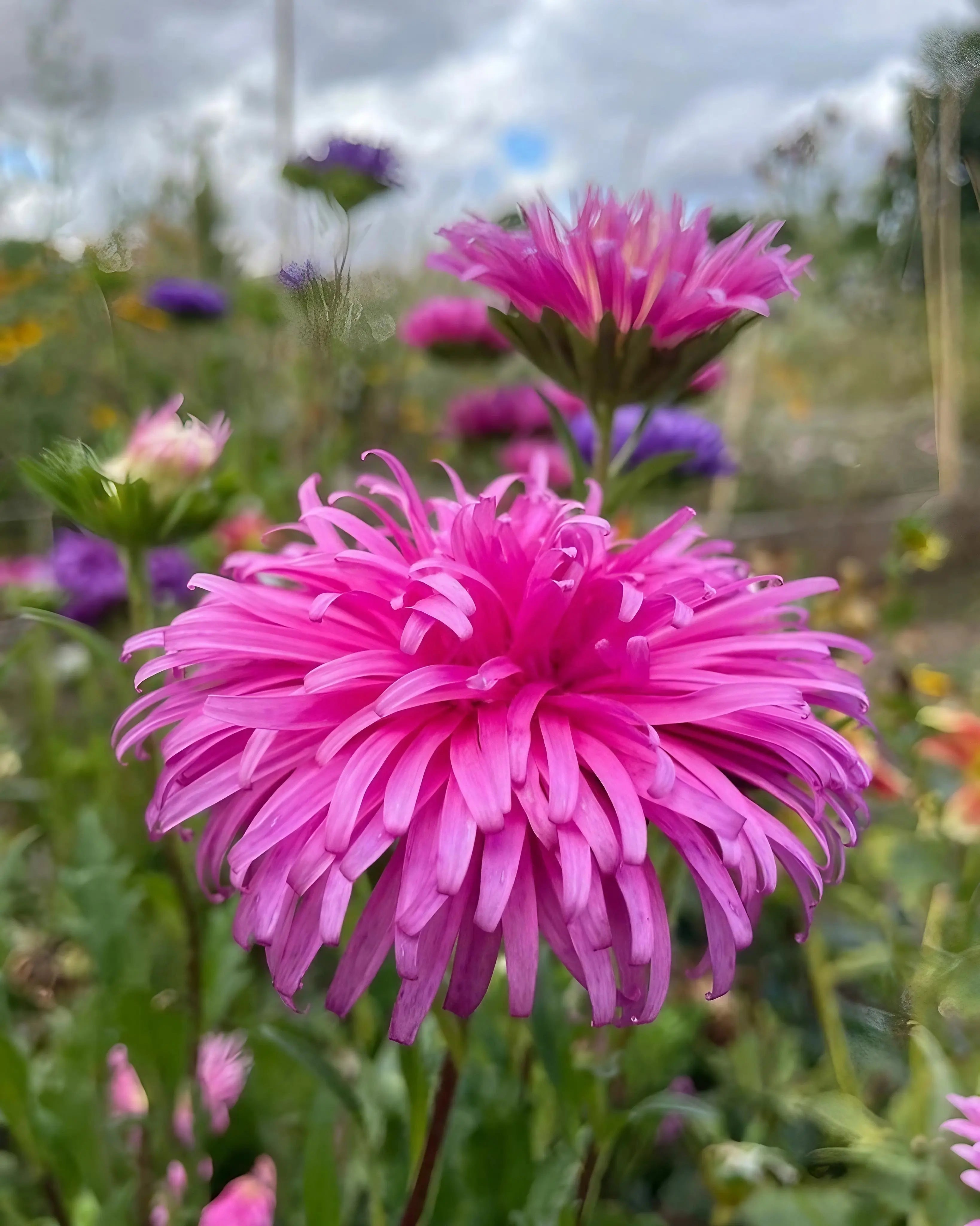 Aster Ostrich Plume - REGN