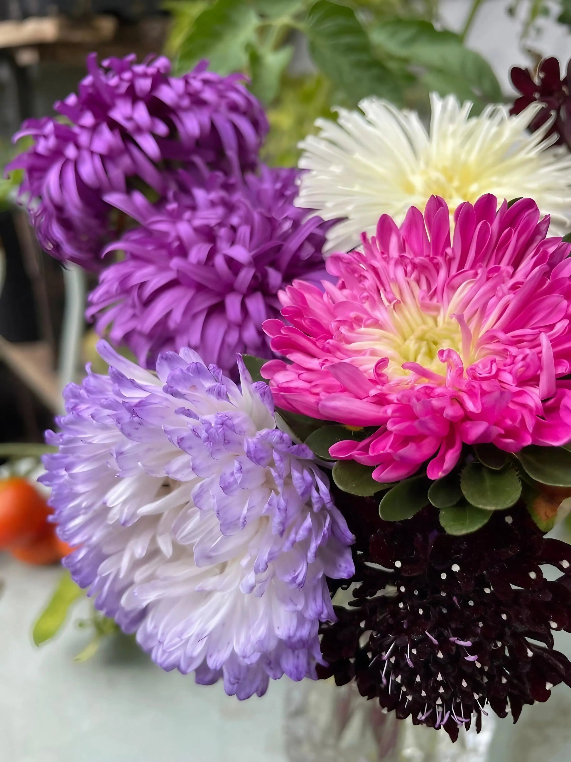 Aster Peony Mix - REGN