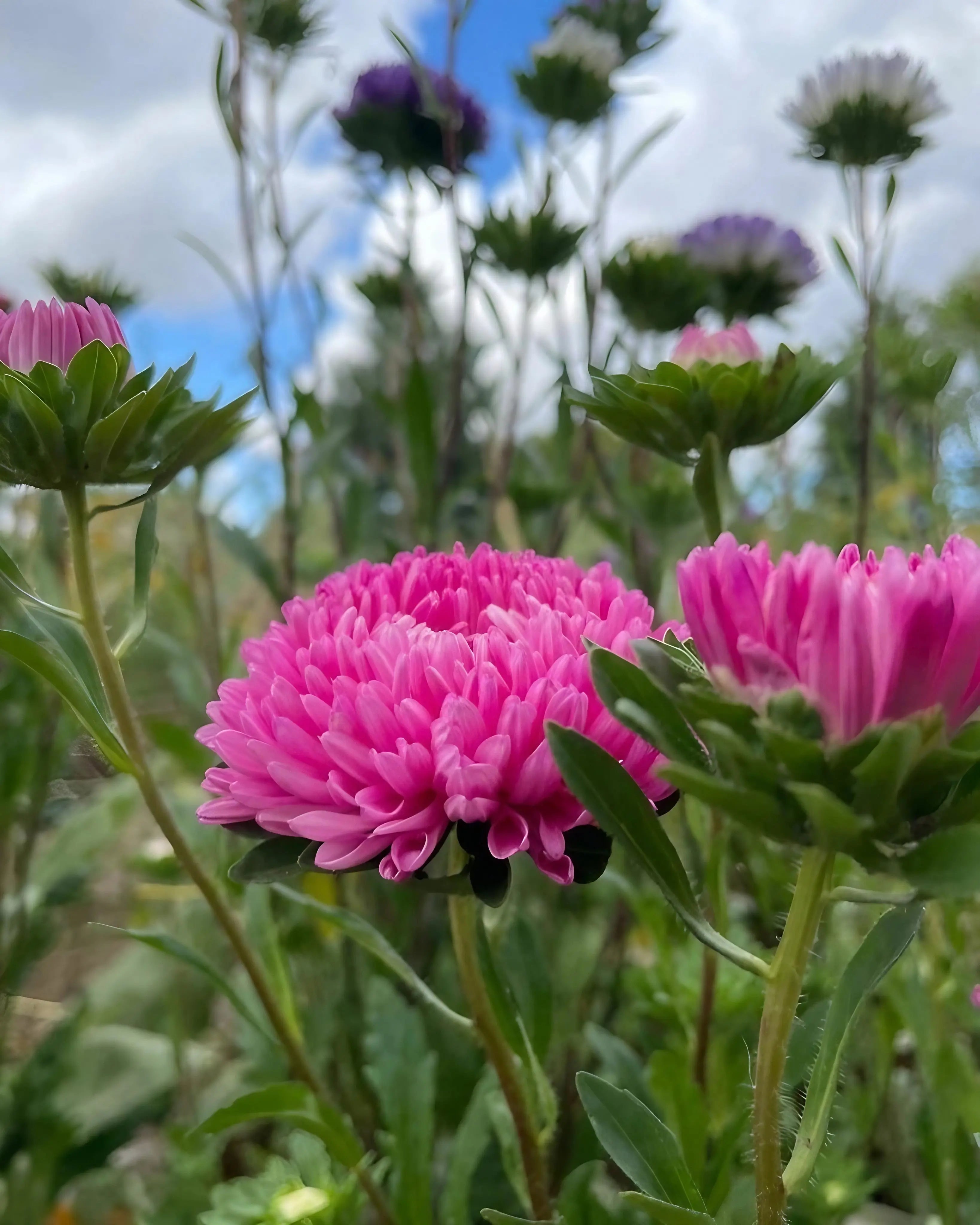Aster Peony Mix - REGN