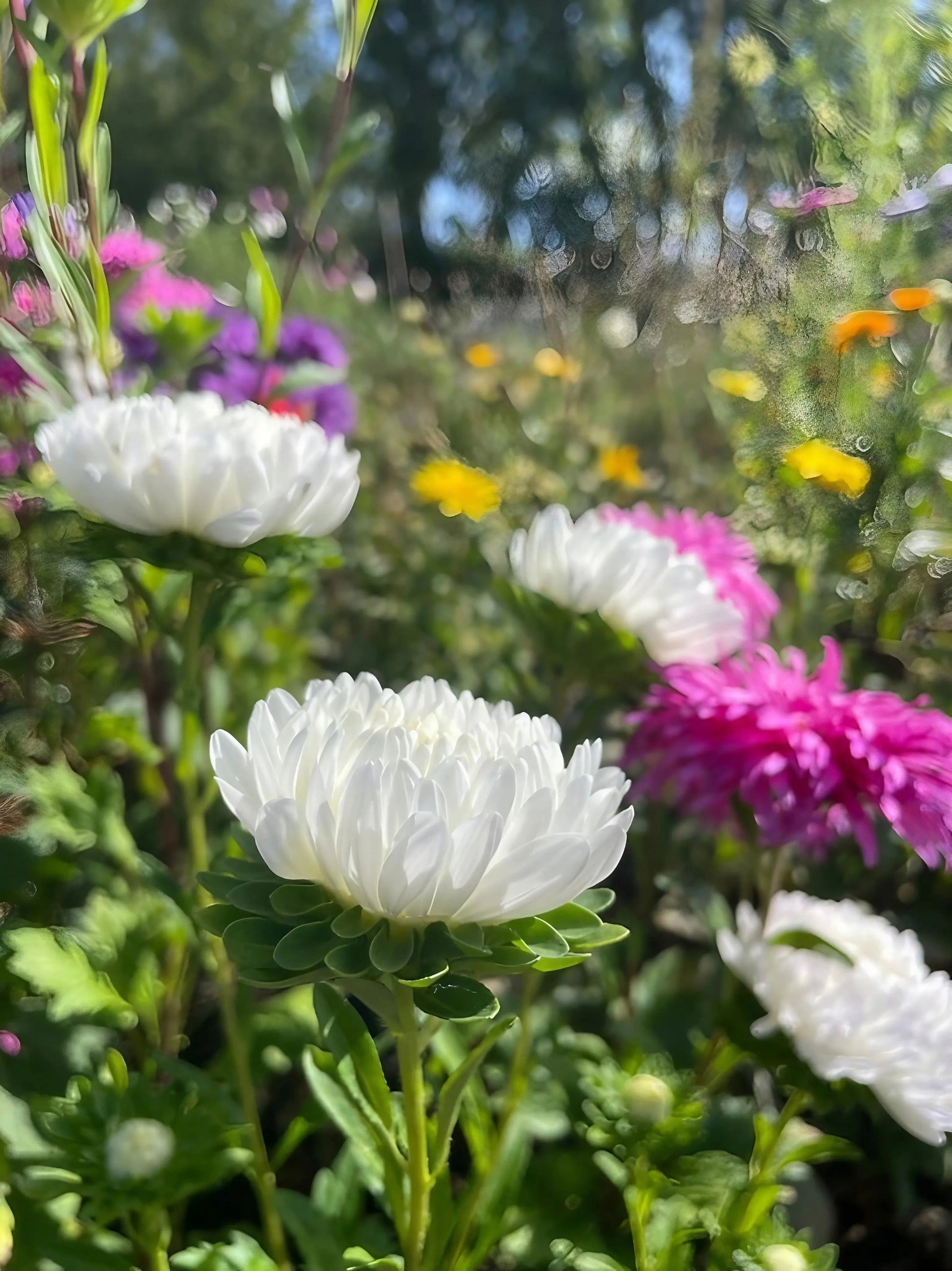 Aster Peony Mix - REGN