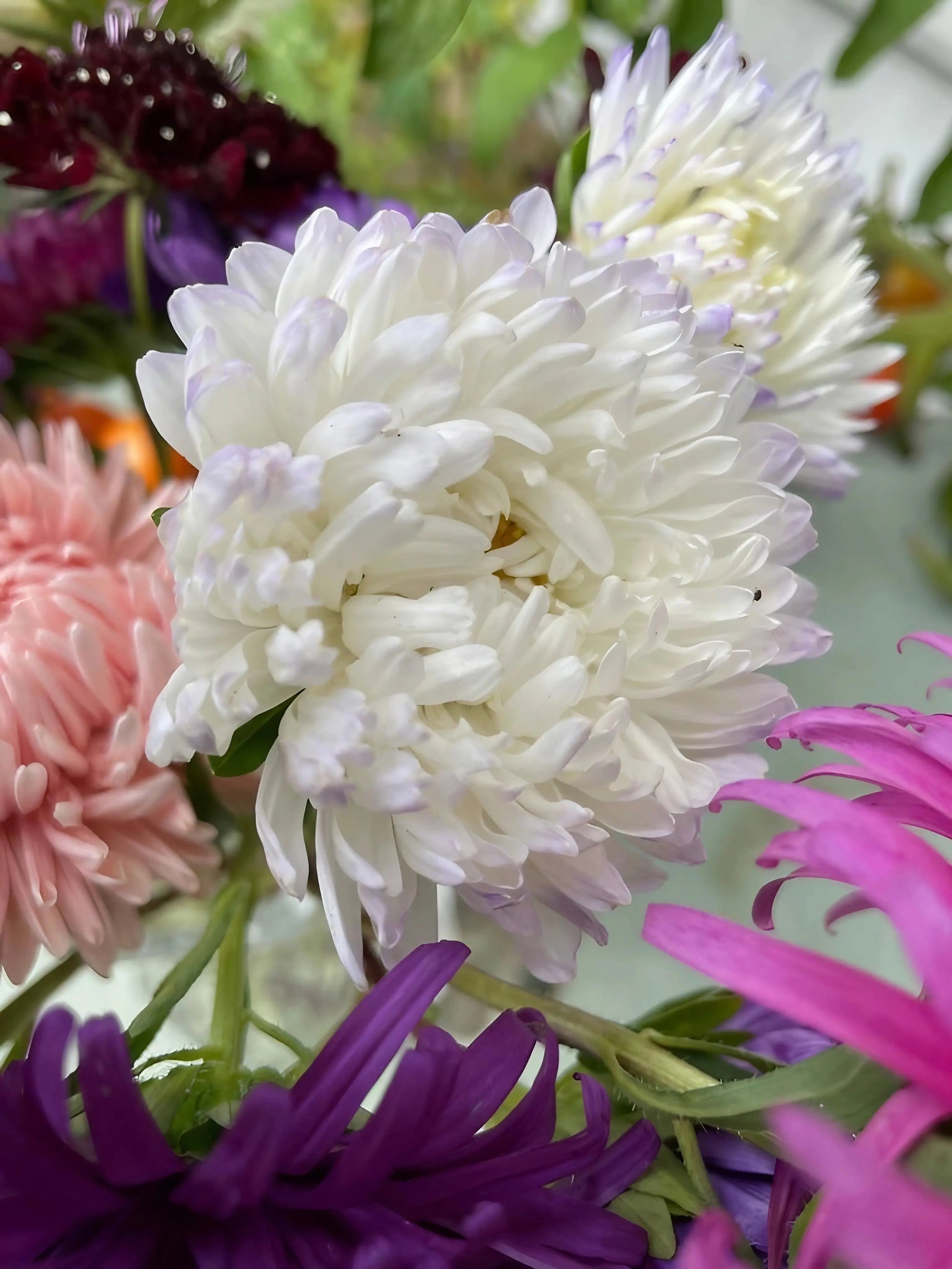 Aster Peony Mix - REGN