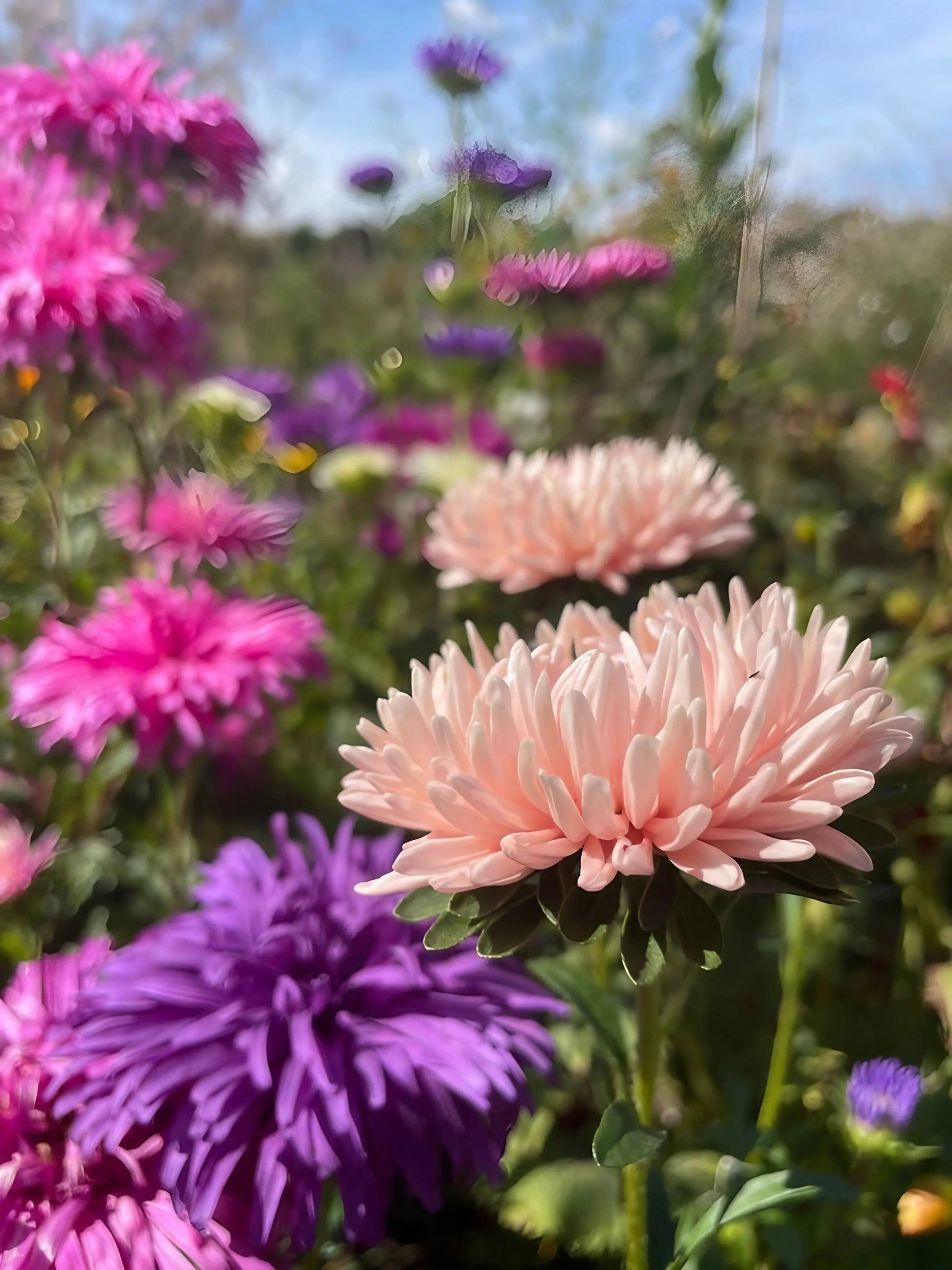 Aster Peony Mix - REGN