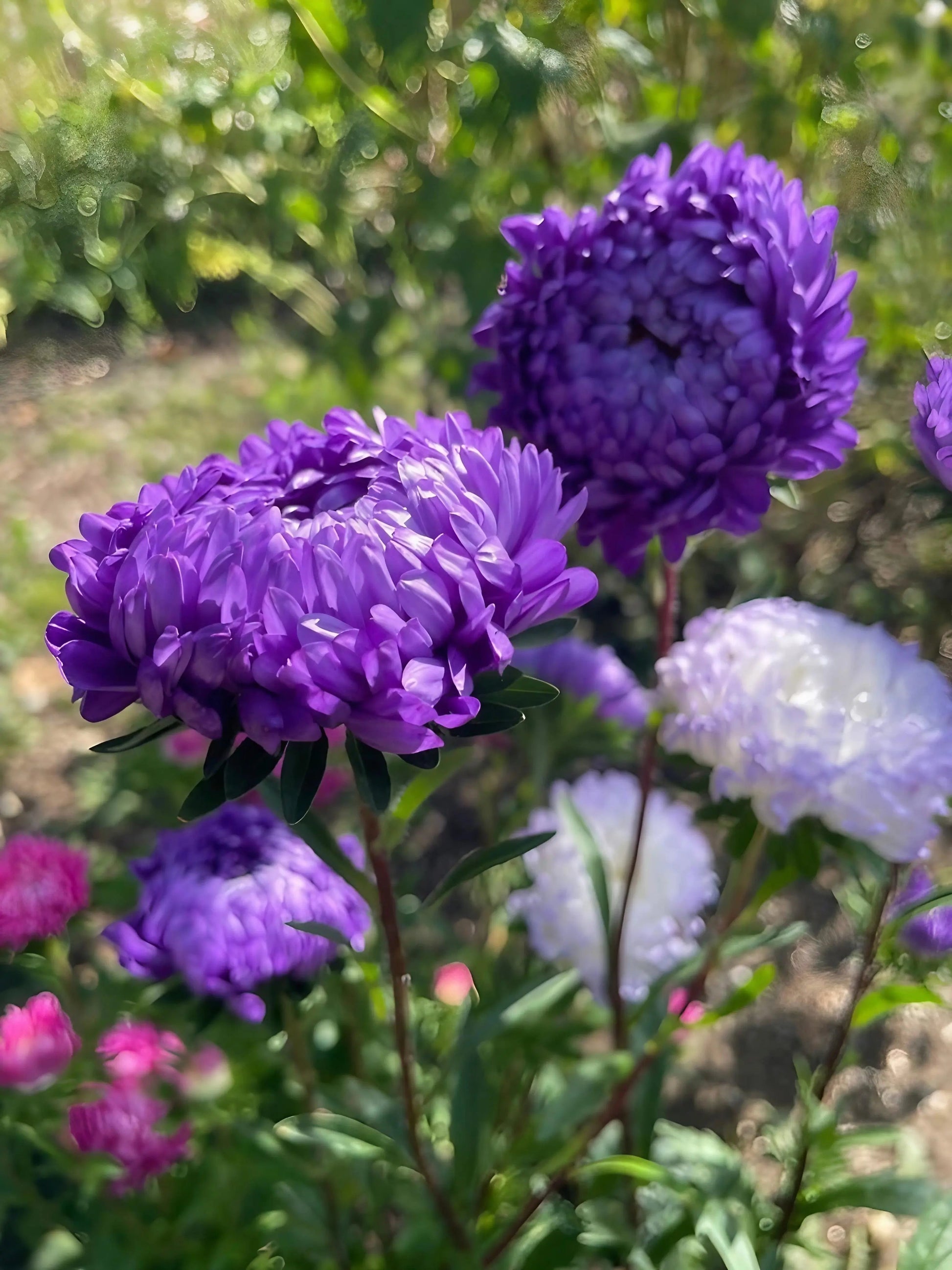 Aster Peony Mix - REGN