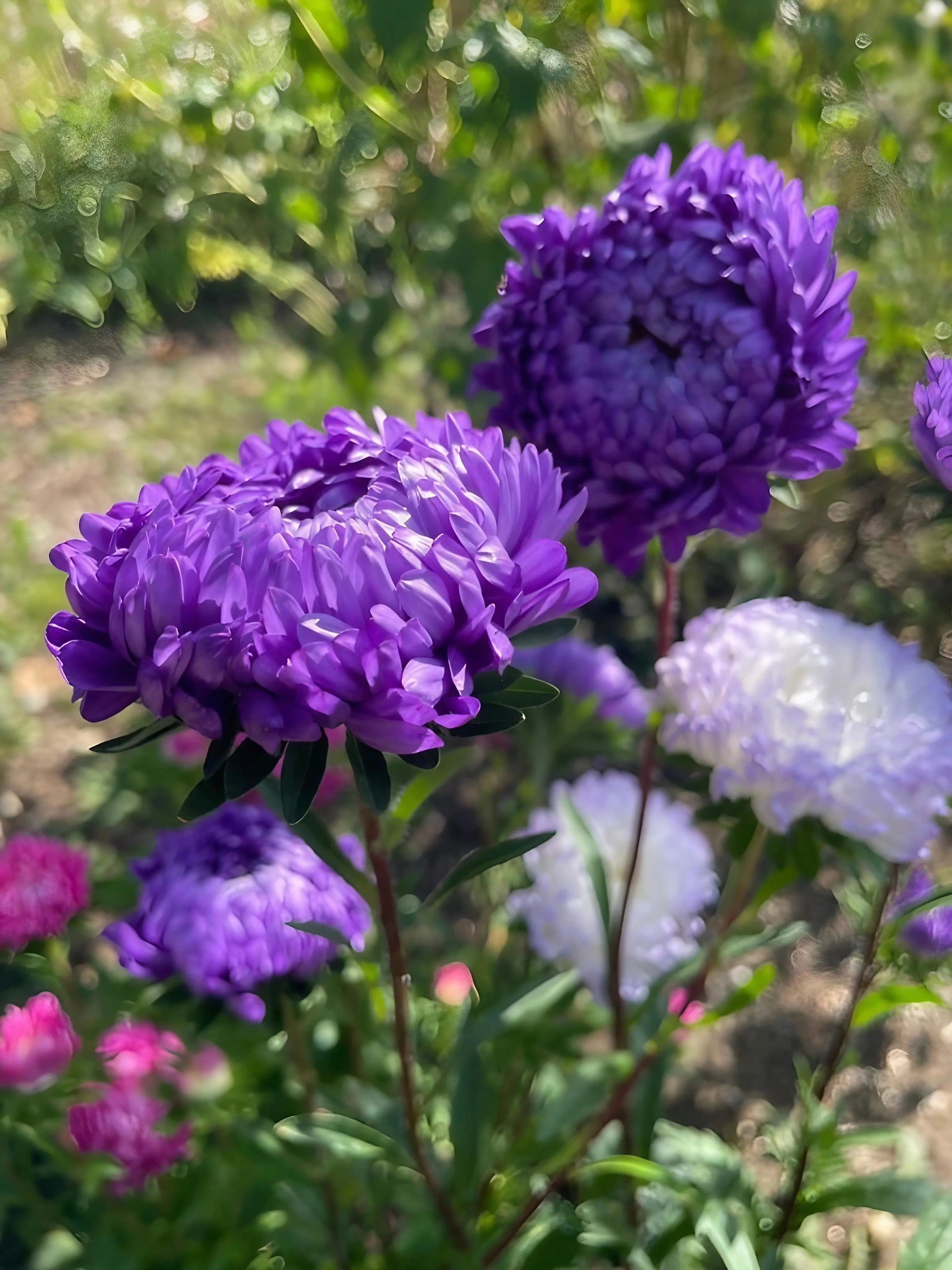 Aster Peony Mix - REGN