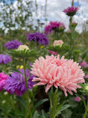 Aster Peony Mix - REGN
