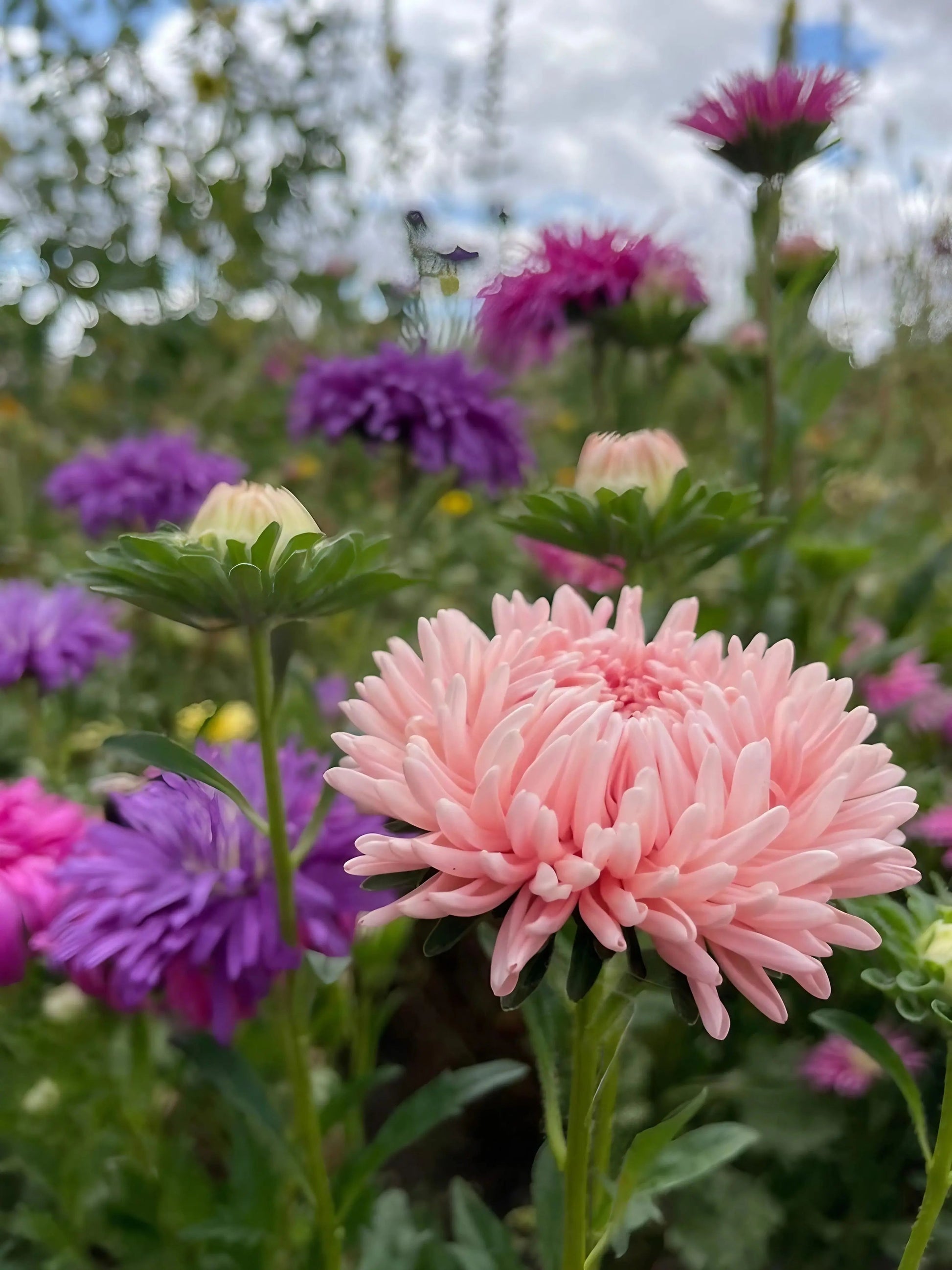 Aster Peony Mix - REGN