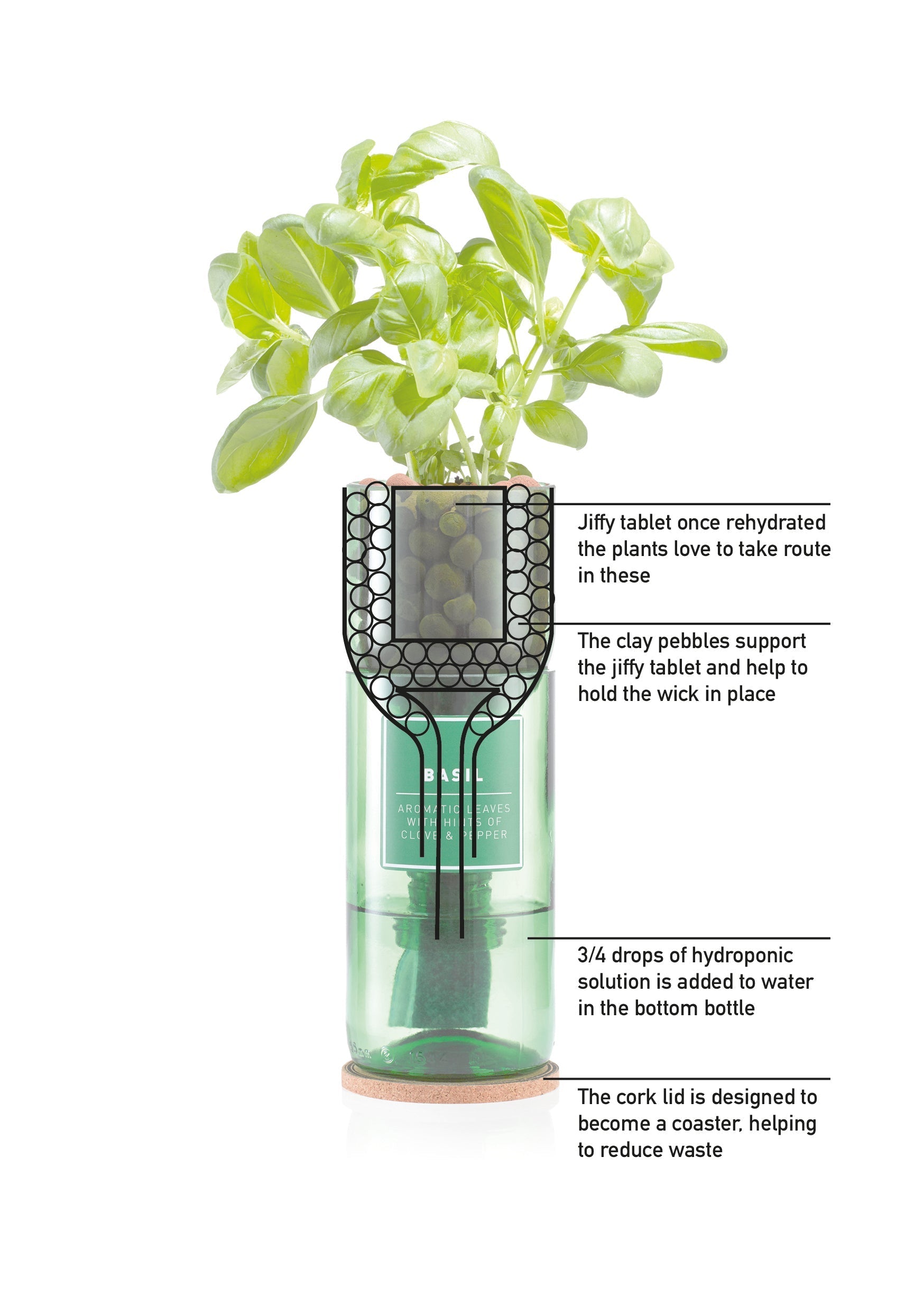 Basil - REGN