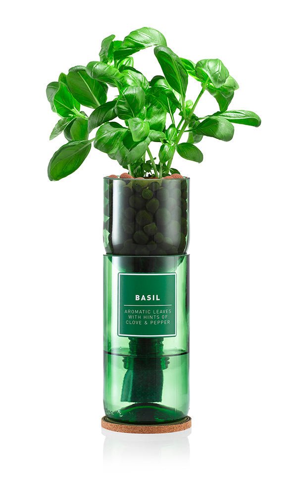 Basil - REGN