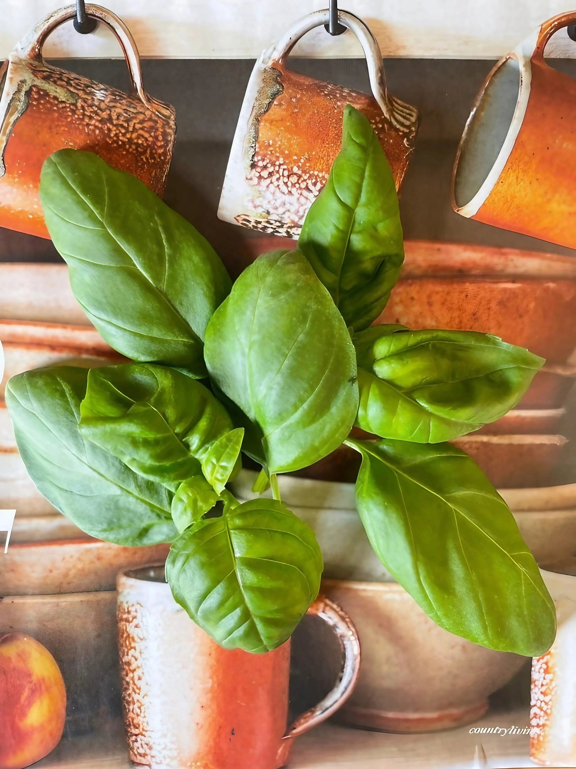 Basil Classic Italian - REGN