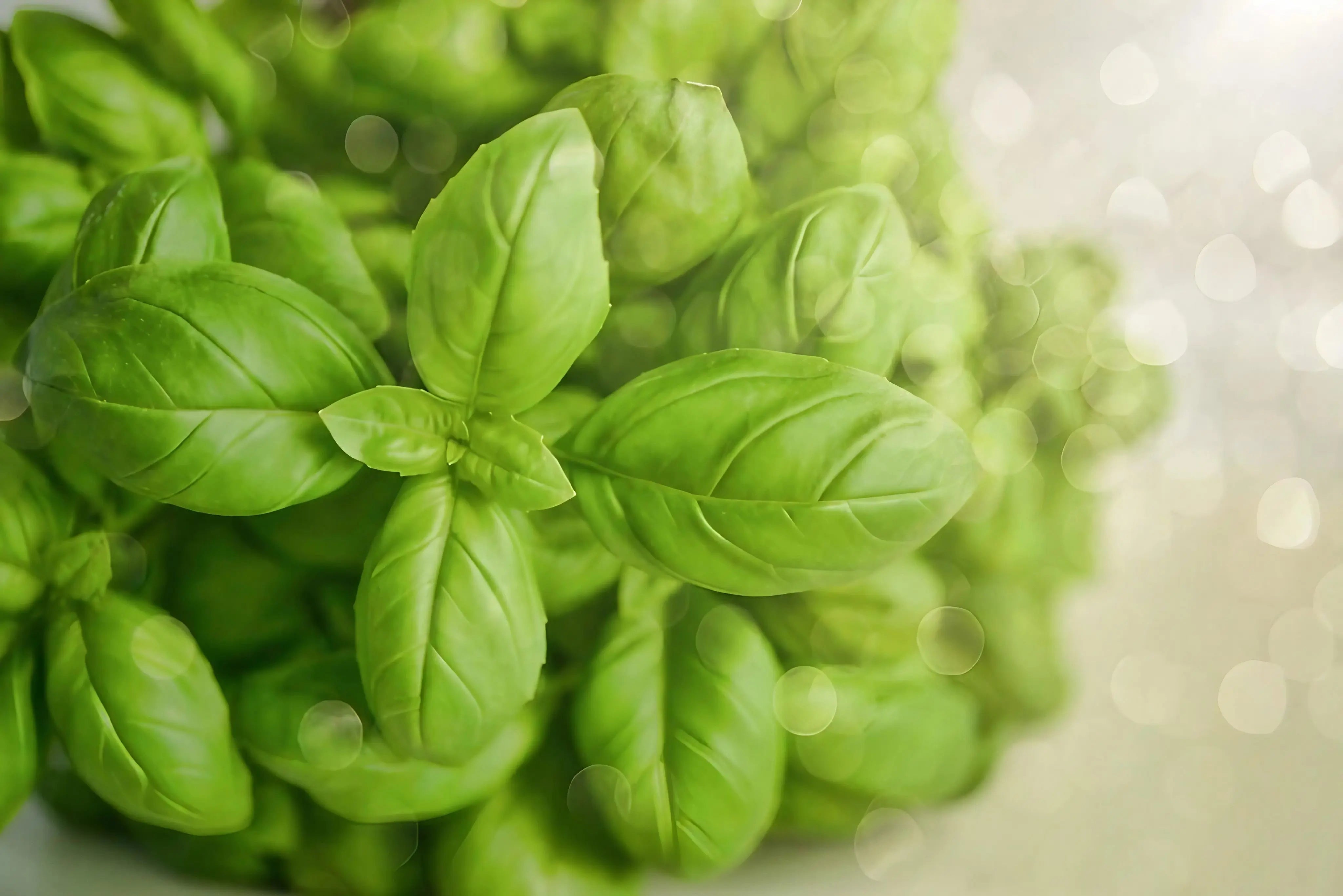 Basil Classic Italian - REGN