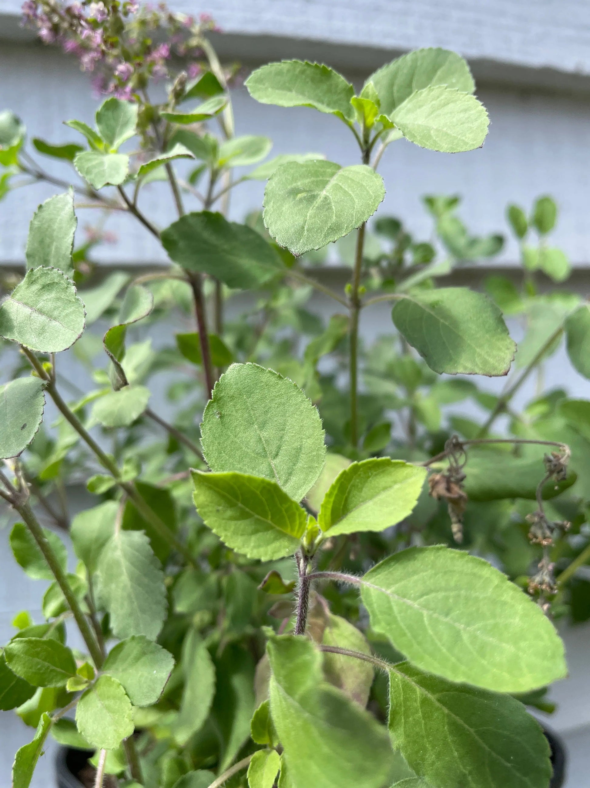 Basil Holy Thai - REGN