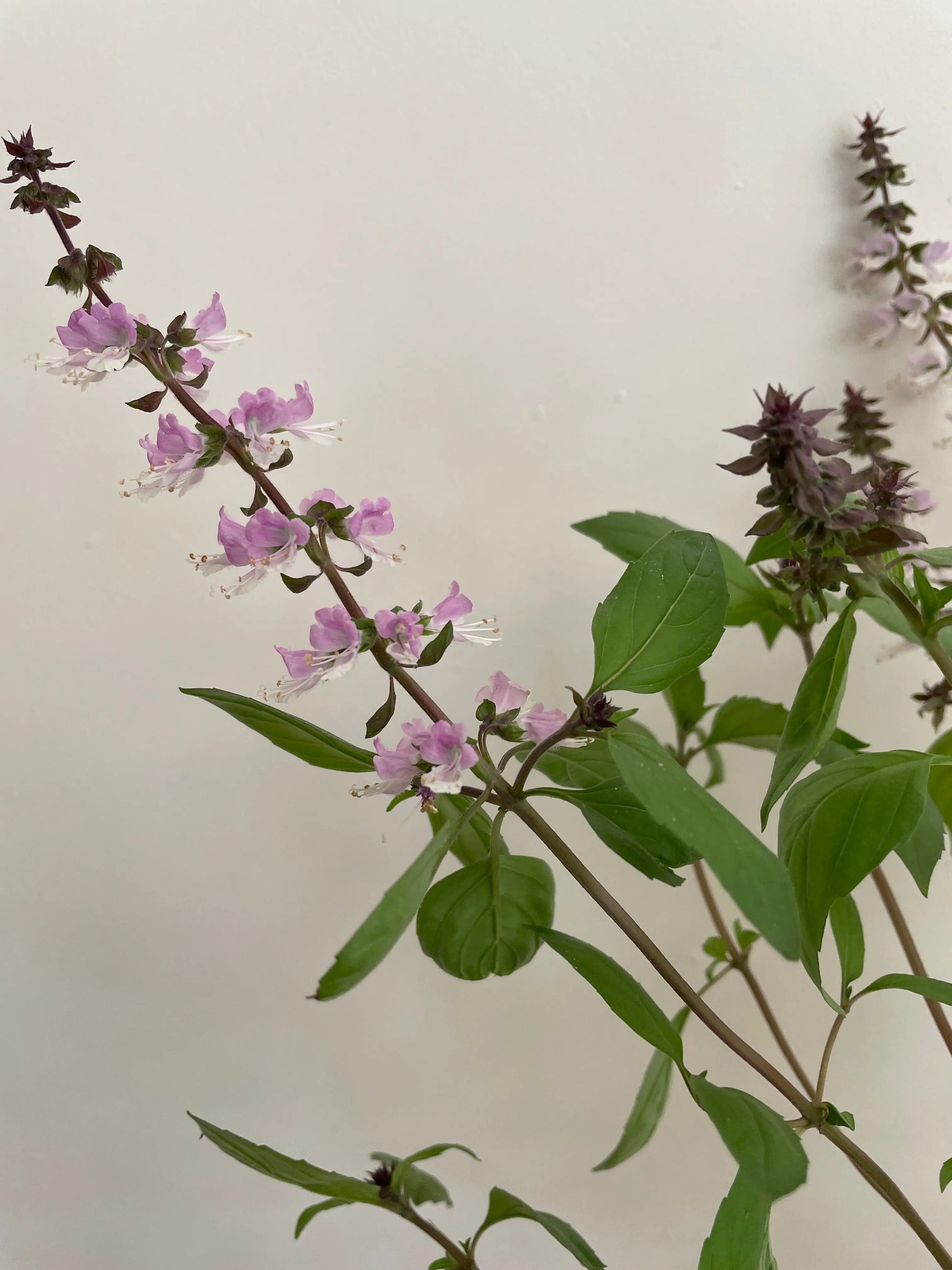Basil Thai Large Leaf - REGN