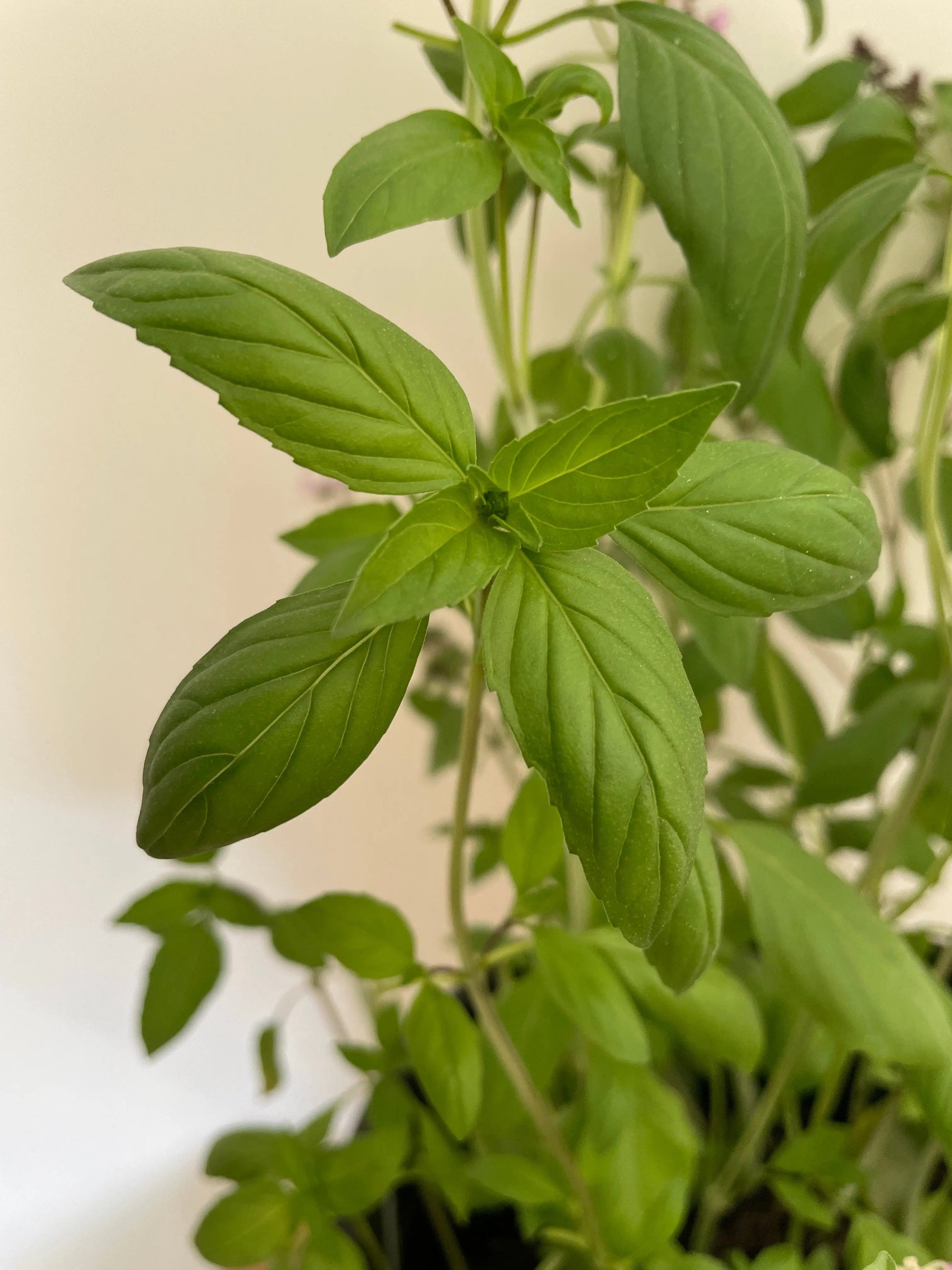 Basil Thai Large Leaf - REGN