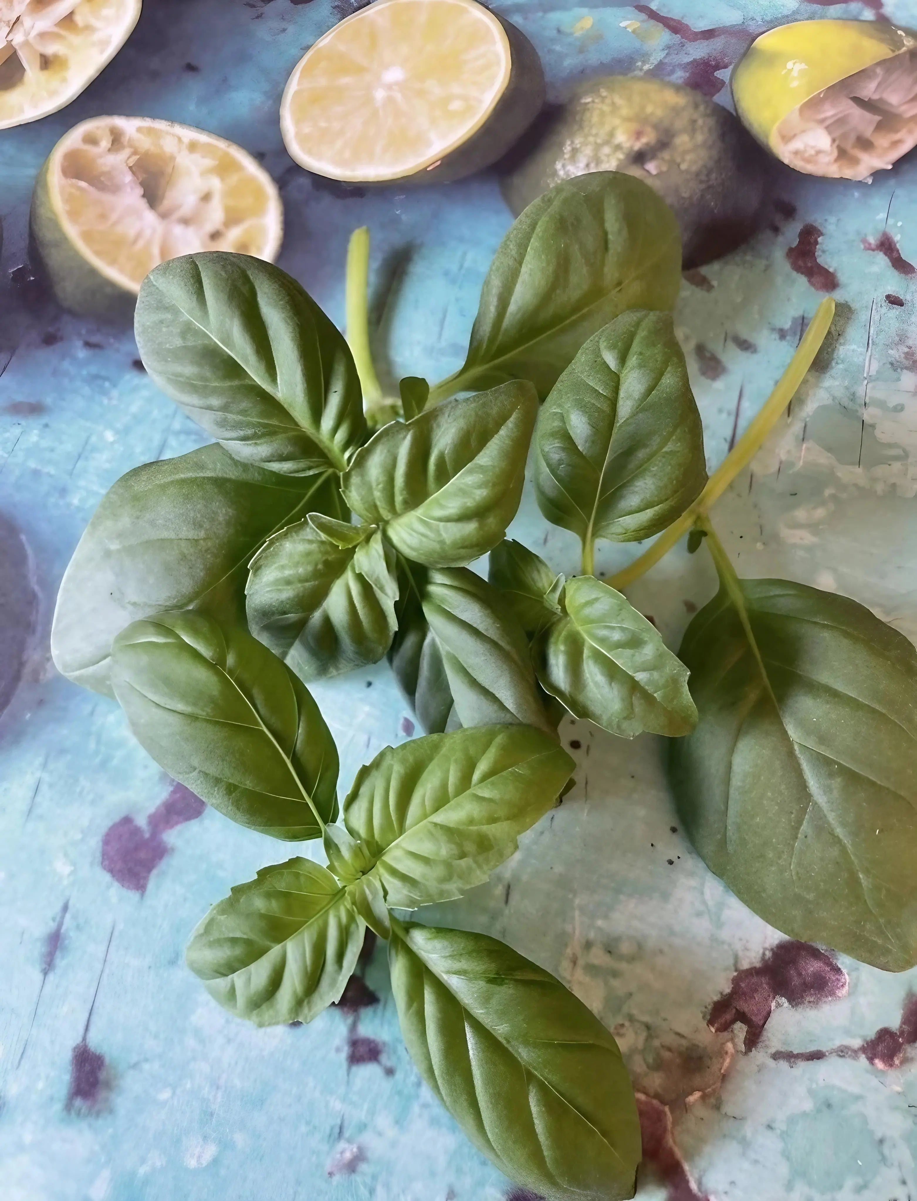 Basil Thai Large Leaf - REGN