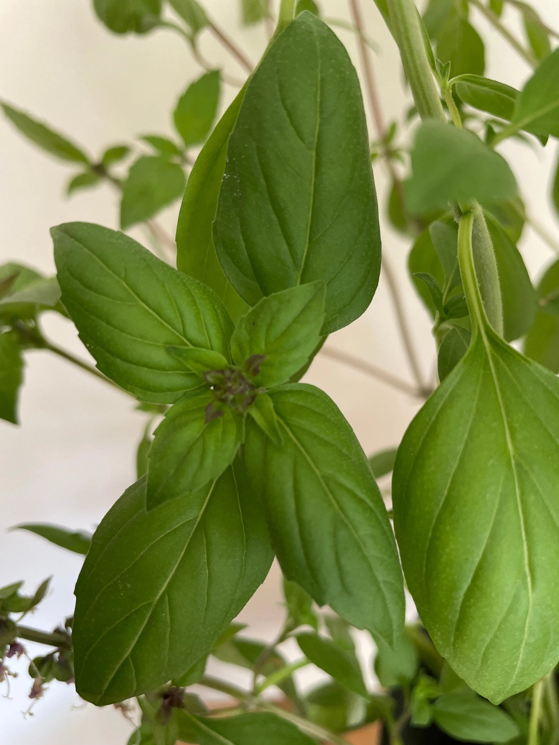 Basil Thai Large Leaf - REGN