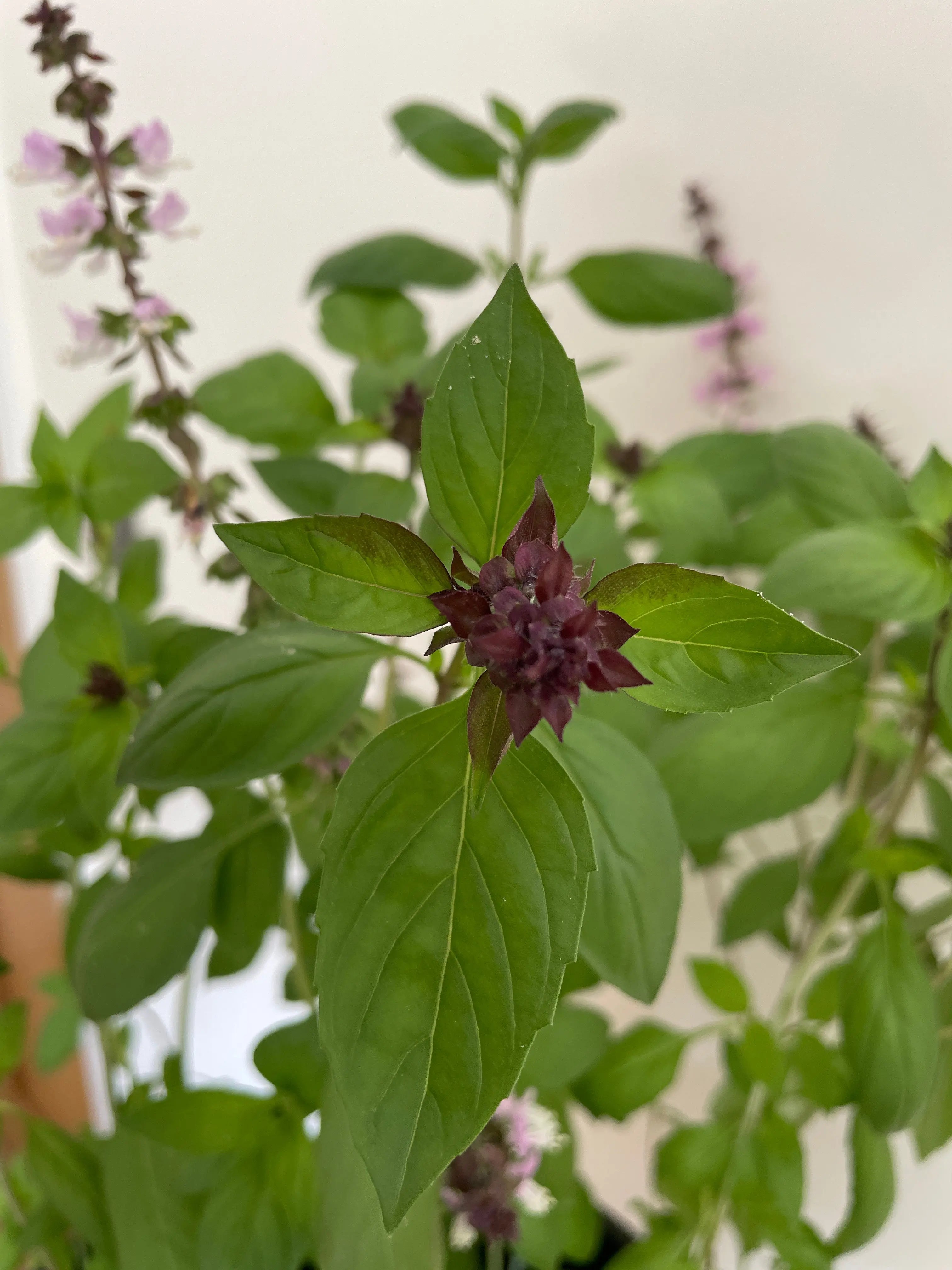 Basil Thai Large Leaf - REGN
