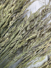 Blue Fescue Grass Dried - REGN