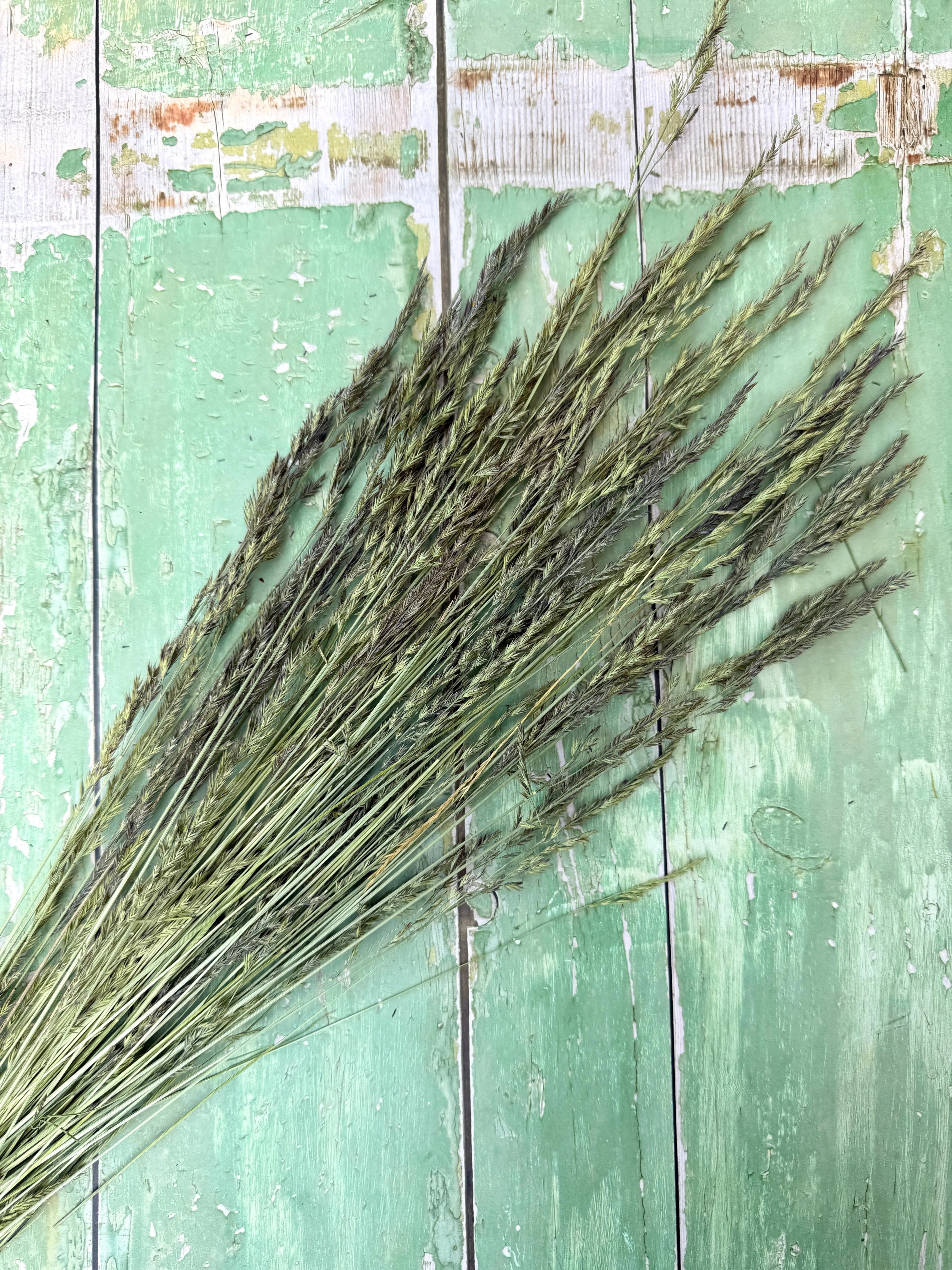 Blue Fescue Grass Dried - REGN