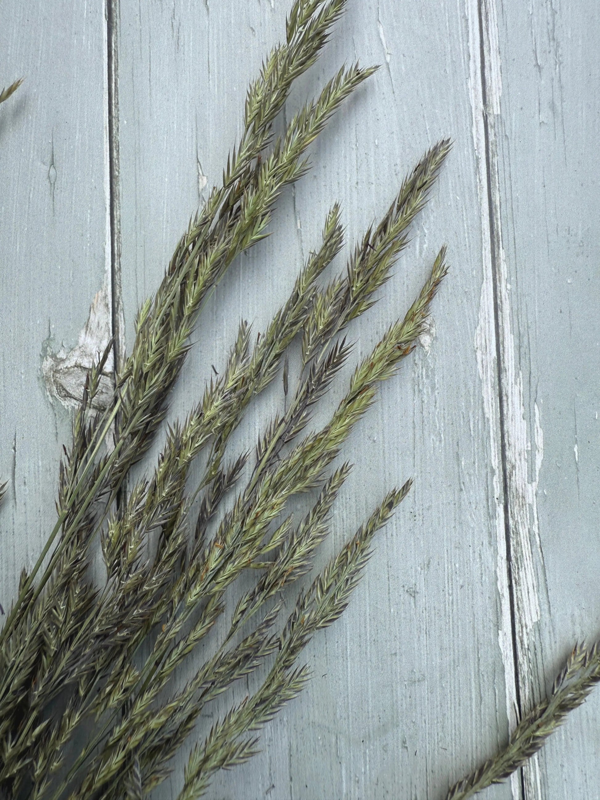 Blue Fescue Grass Dried - REGN