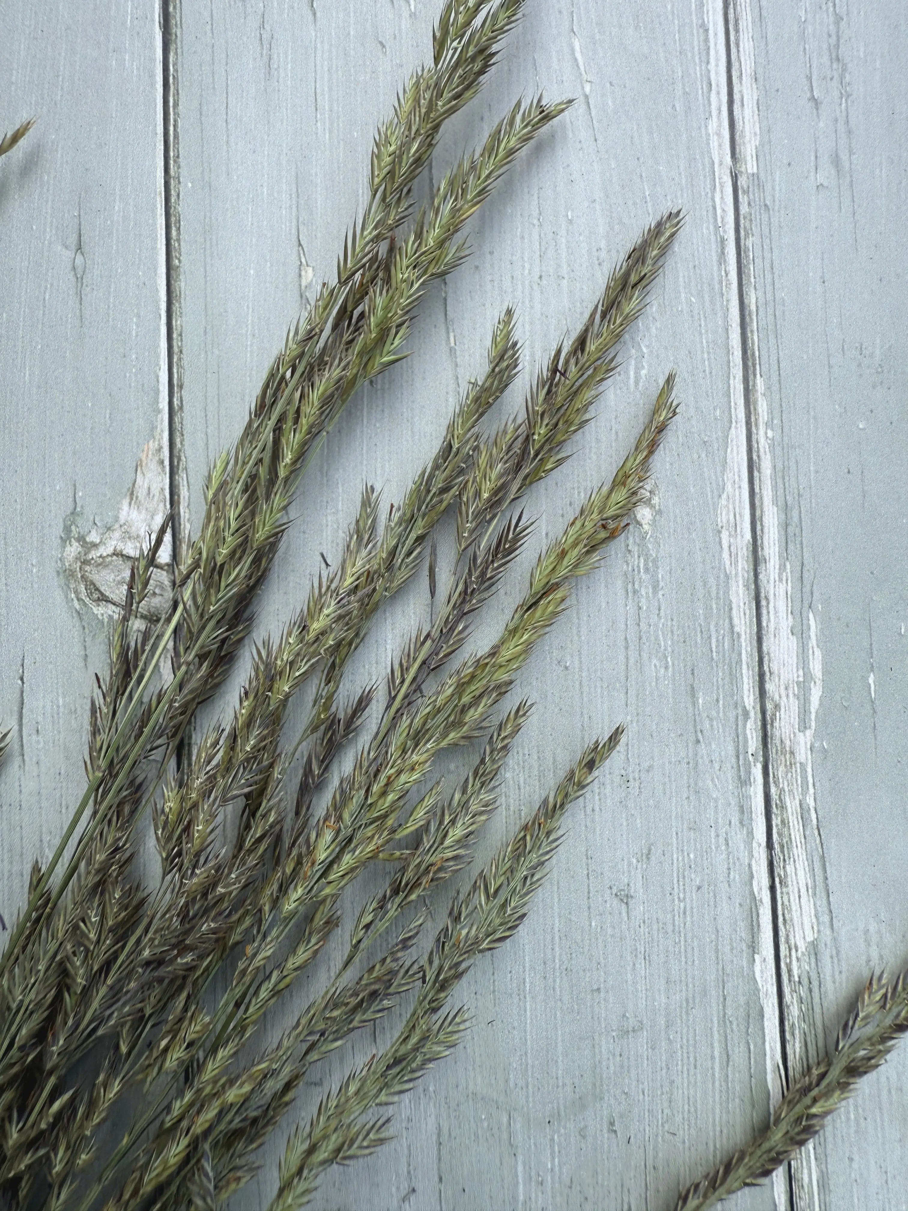Blue Fescue Grass Dried - REGN
