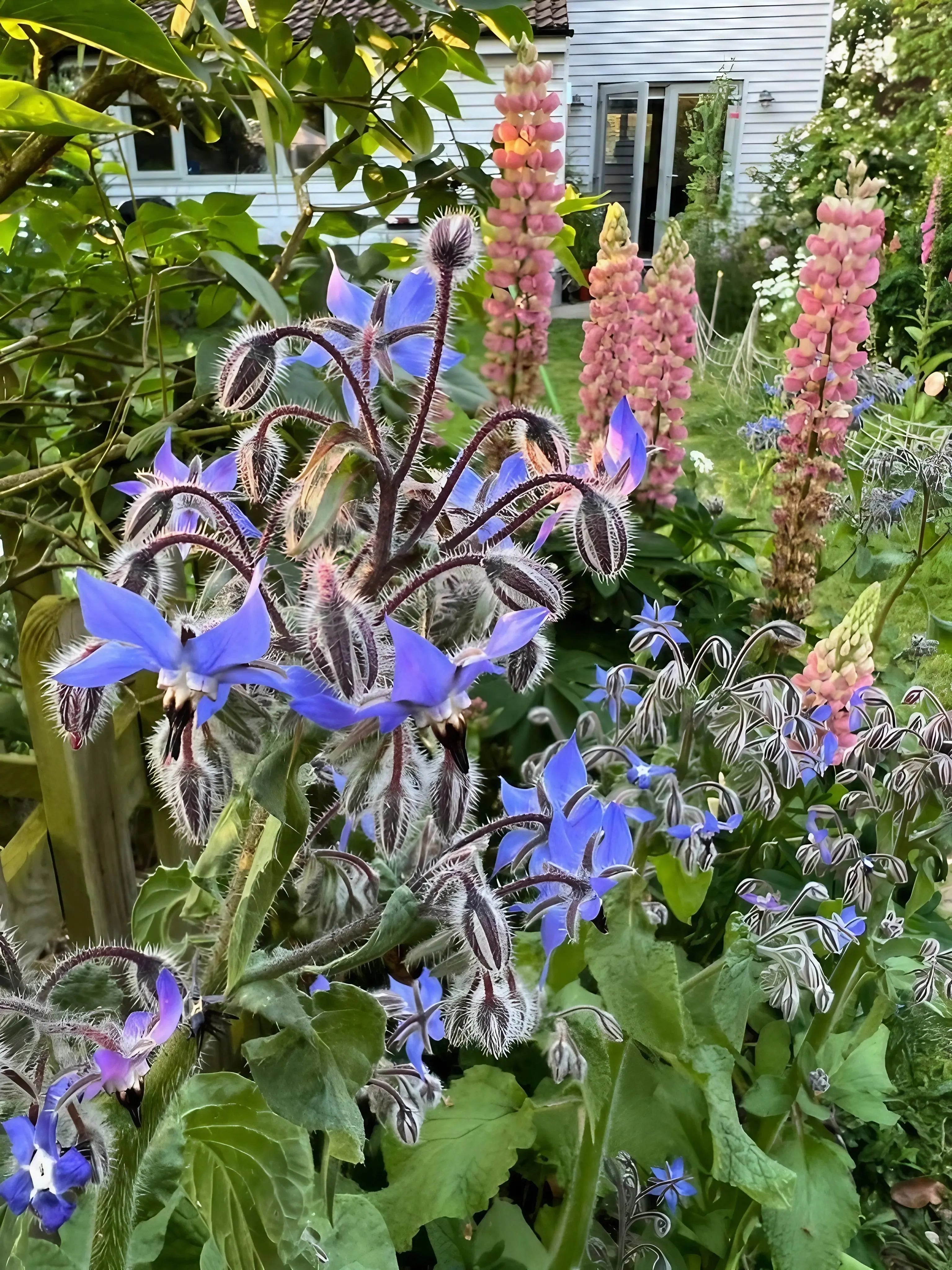 Borage - REGN