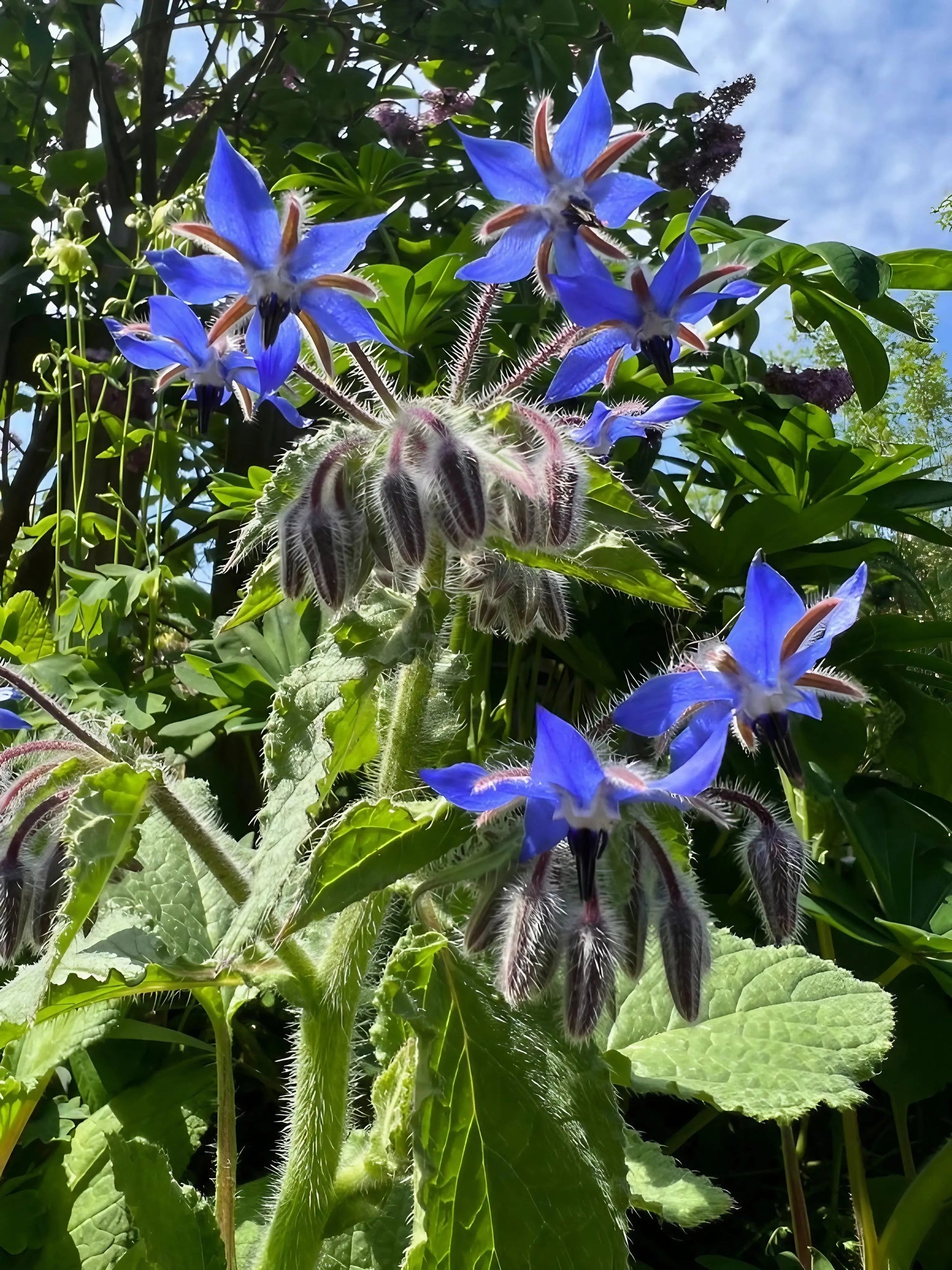 Borage - REGN