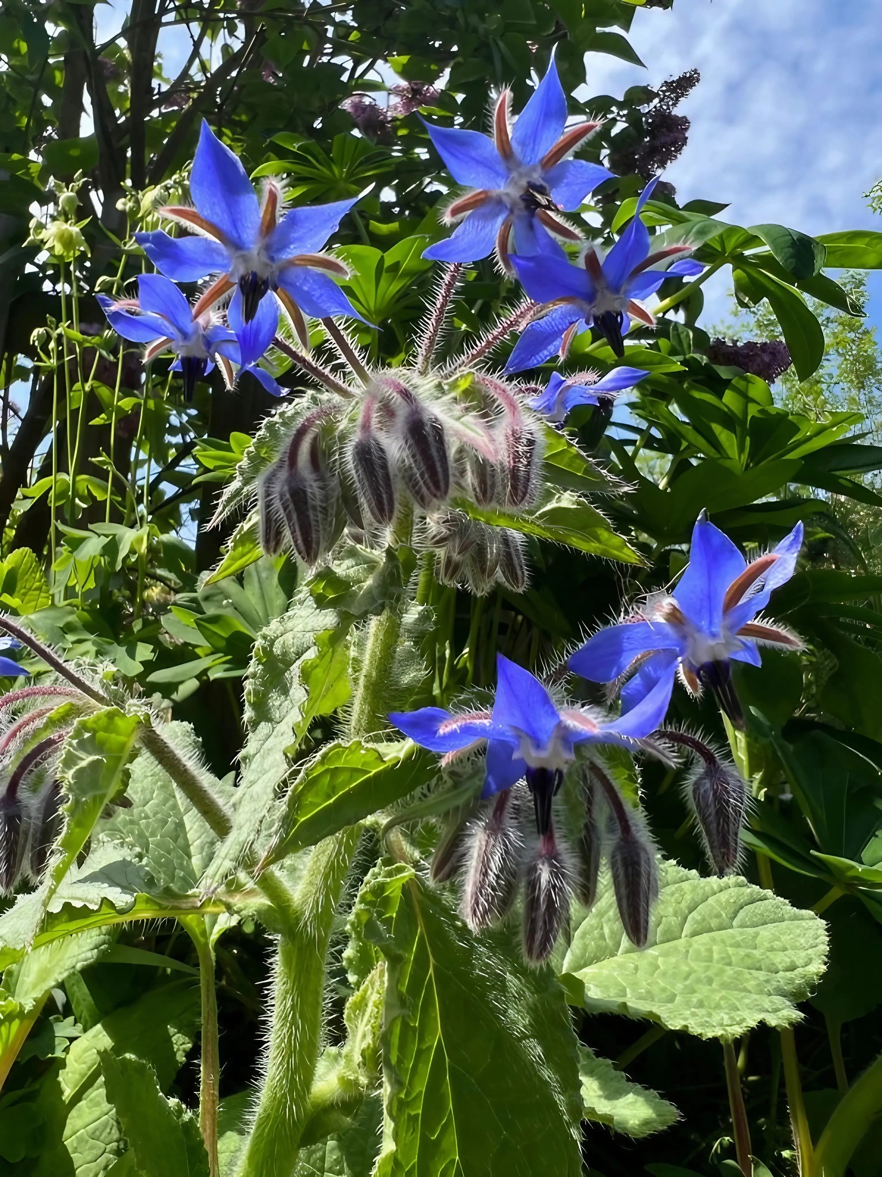 Borage - REGN