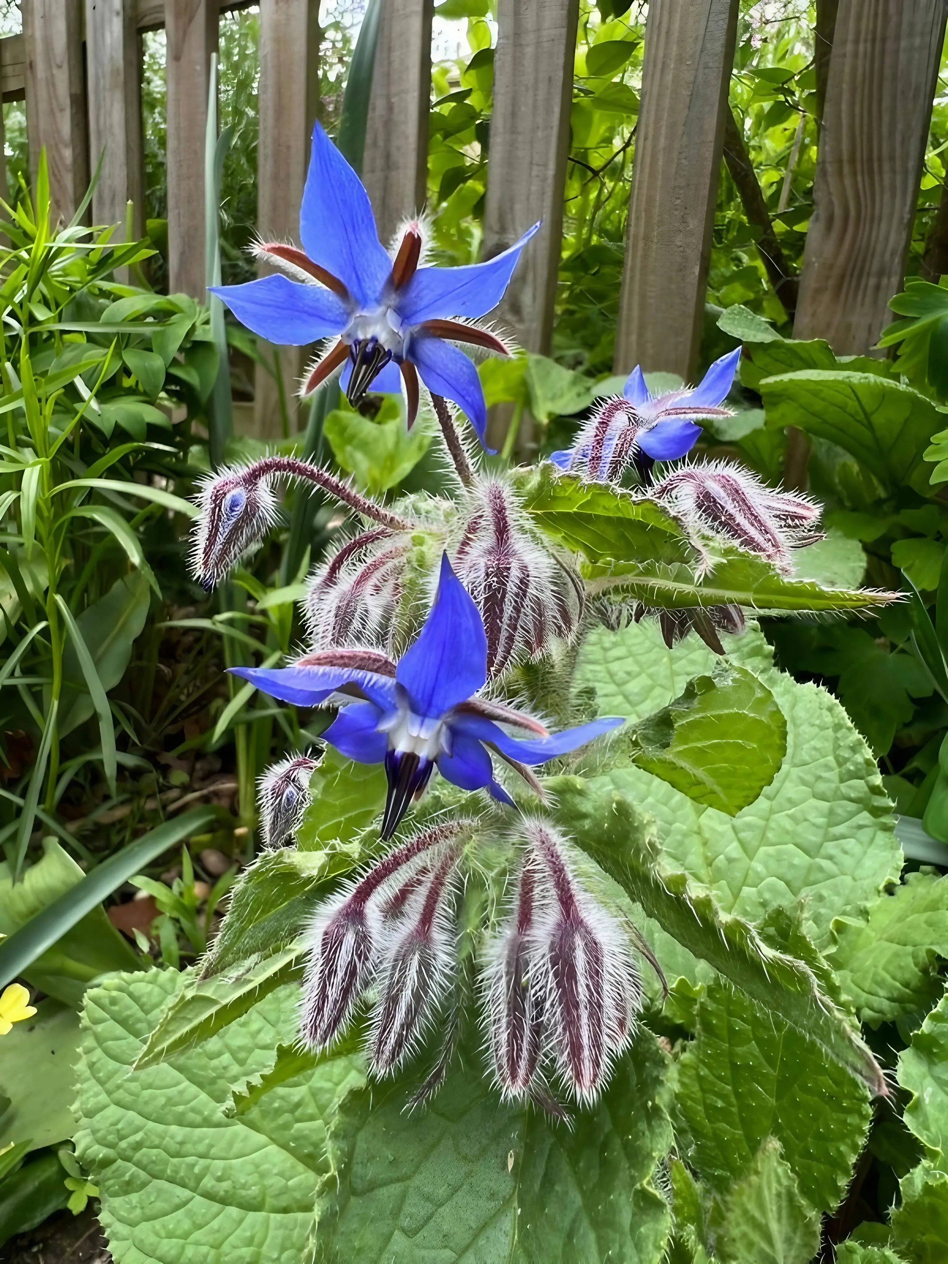 Borage - REGN