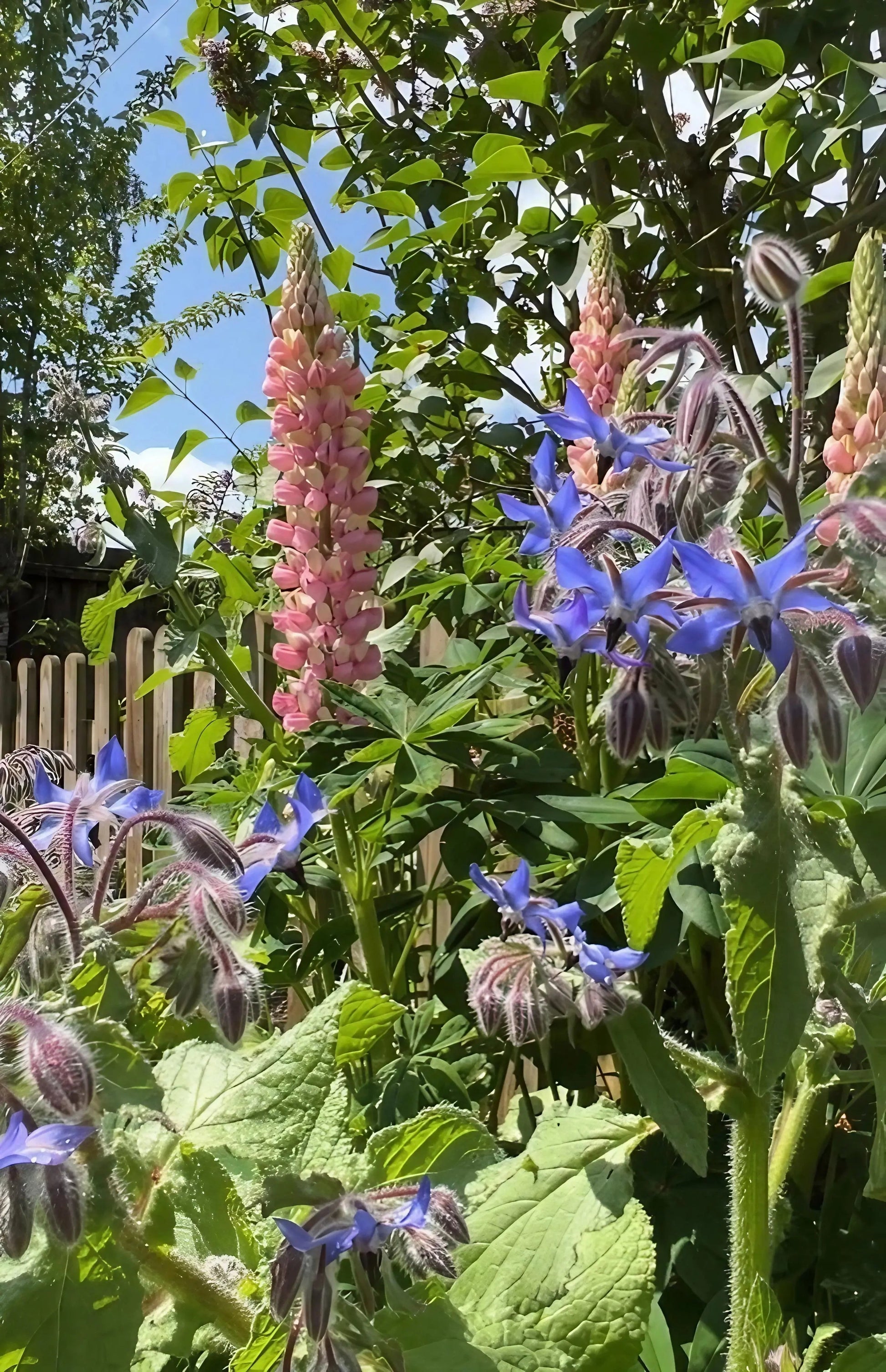 Borage - REGN