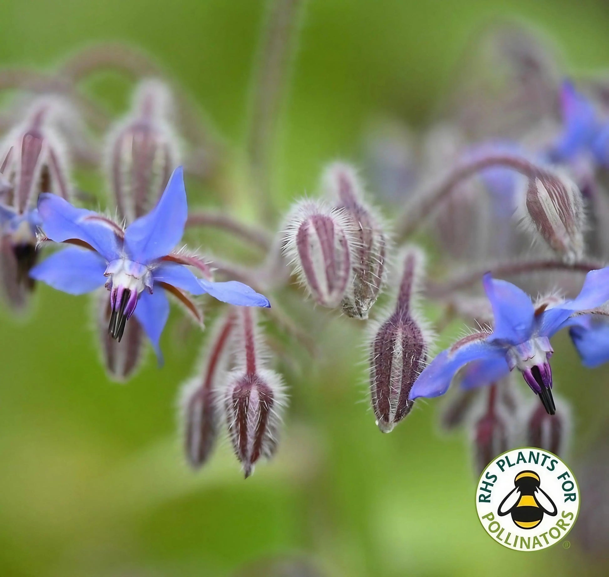Borage - REGN