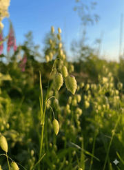 Briza Maxima - Quaking Grass - REGN
