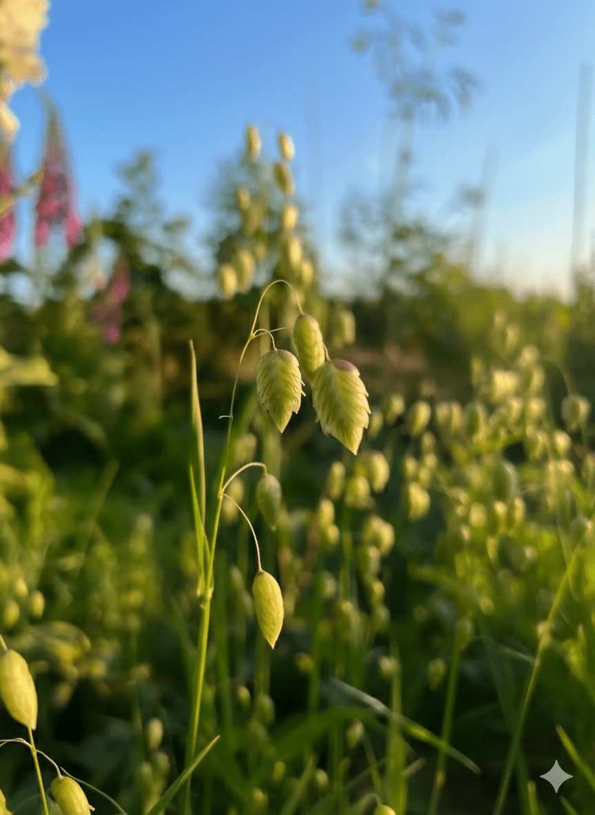 Briza Maxima - Quaking Grass - REGN
