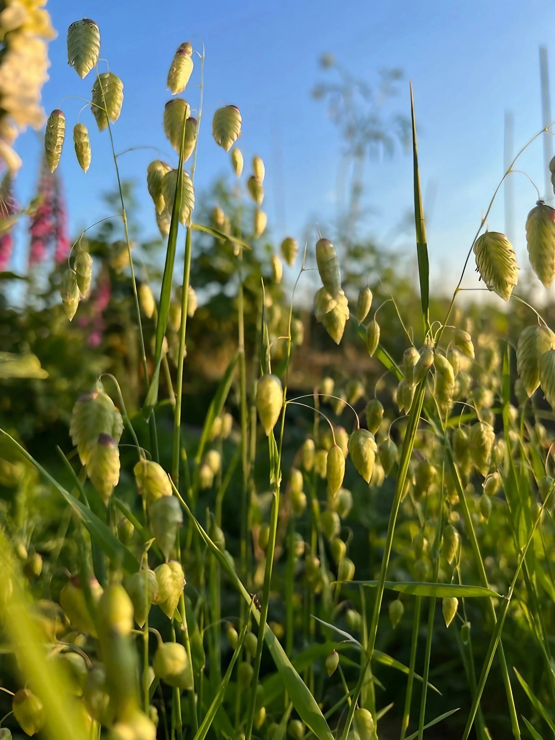 Briza Maxima - Quaking Grass - REGN