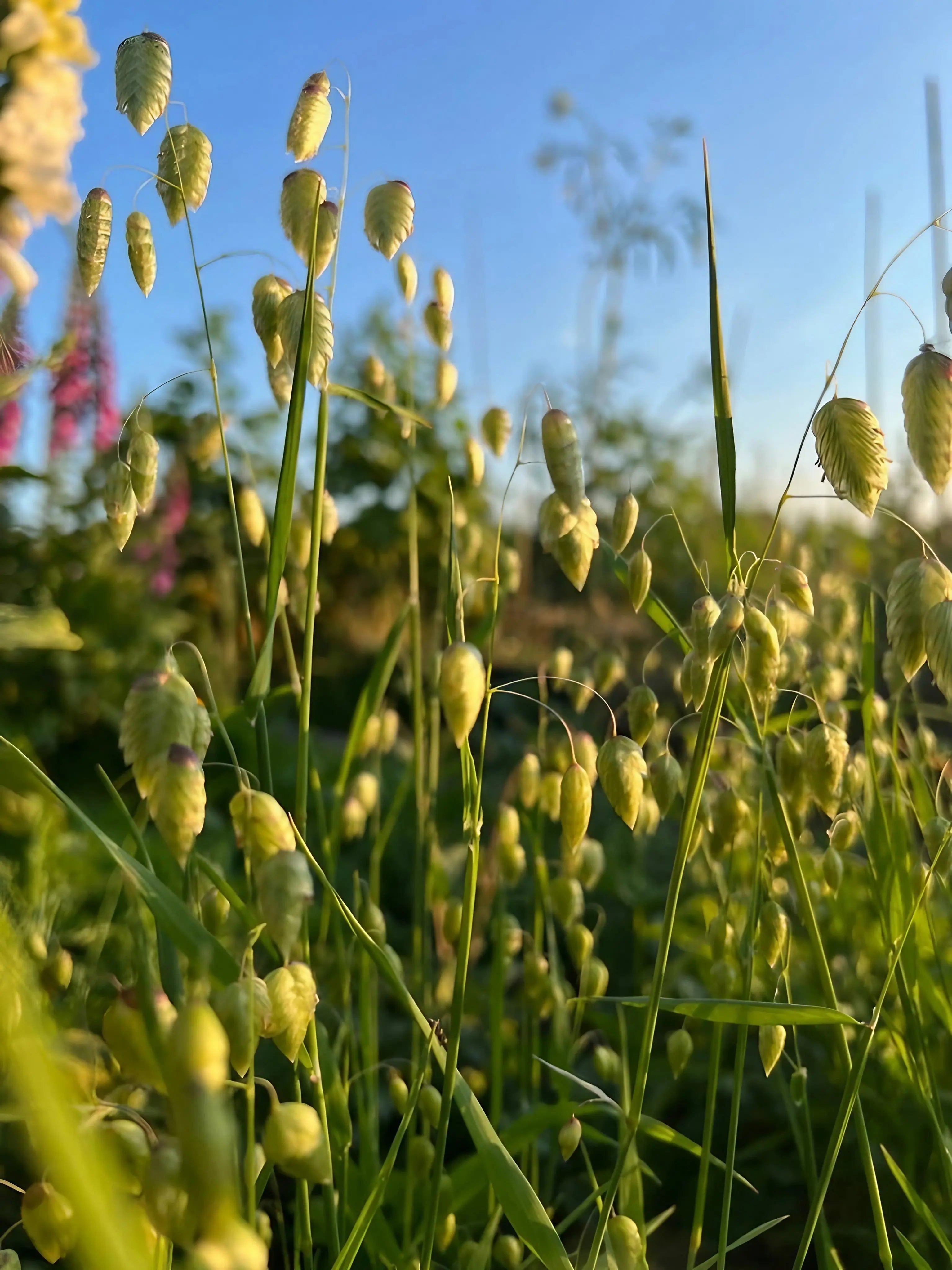 Briza Maxima - Quaking Grass - REGN