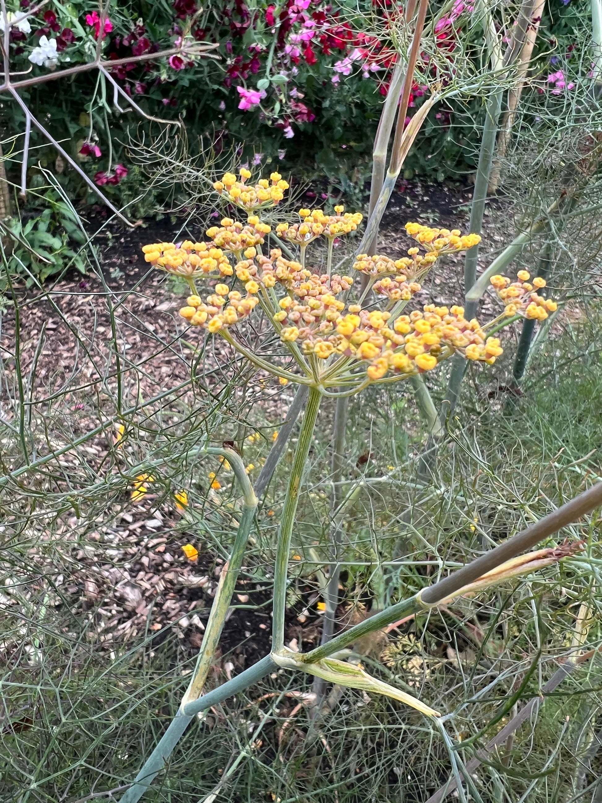 Bronze Fennel - REGN