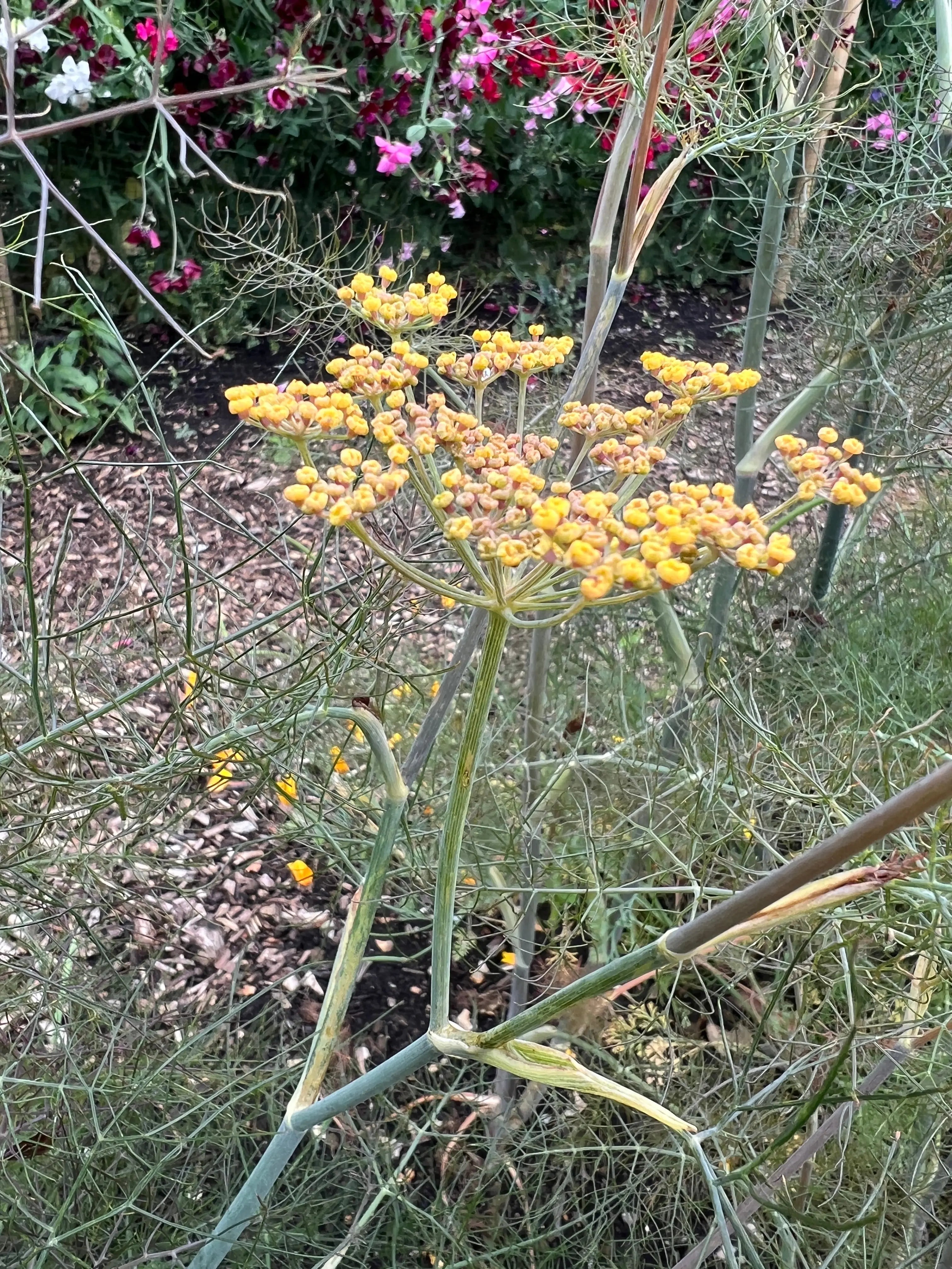 Bronze Fennel - REGN