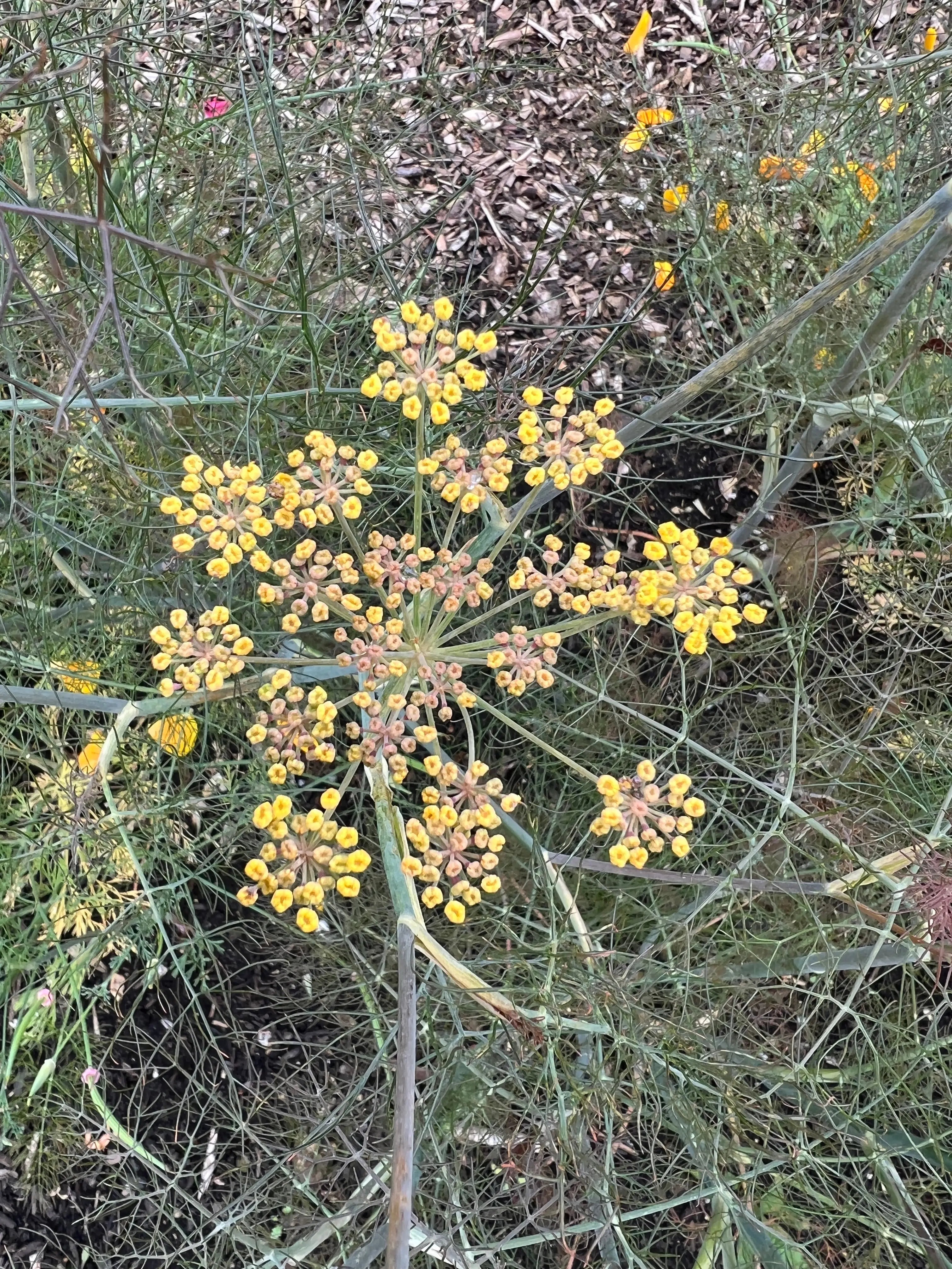 Bronze Fennel - REGN