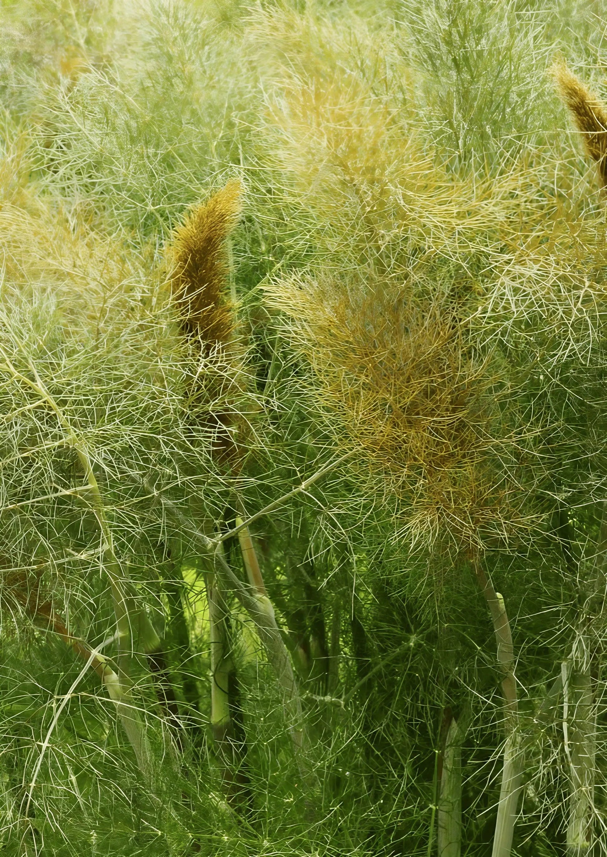 Bronze Fennel - REGN