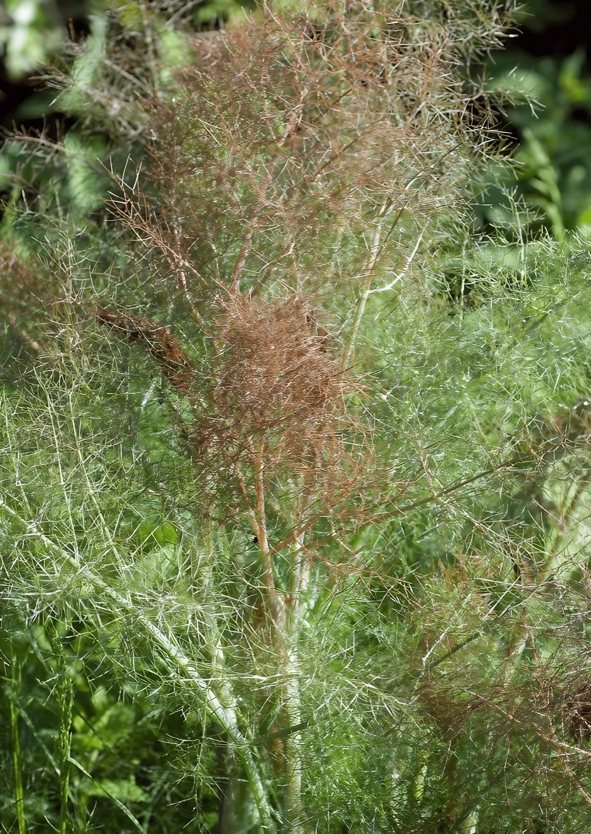 Bronze Fennel - REGN