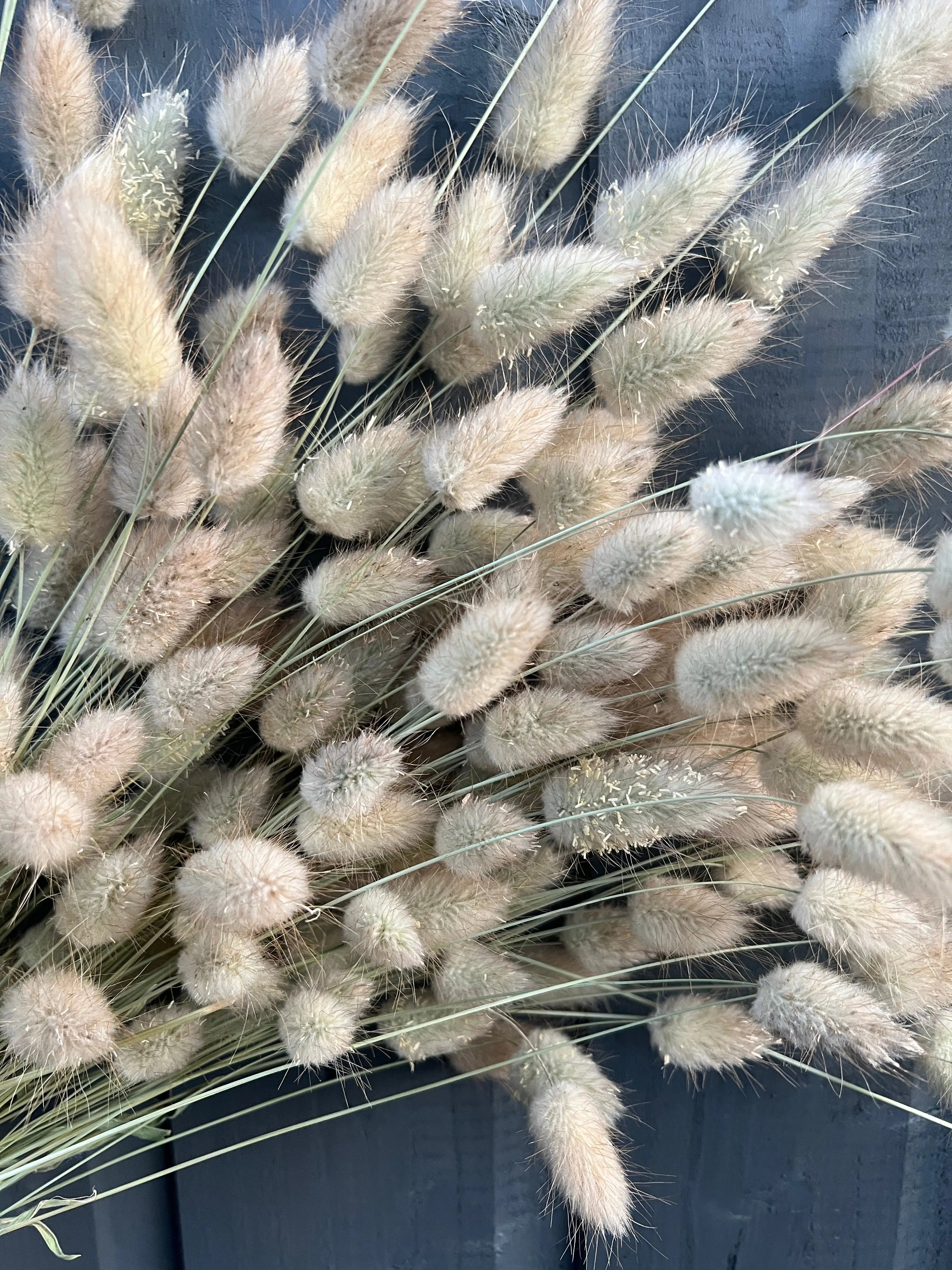 Bunny Tails Dried (Long) - REGN
