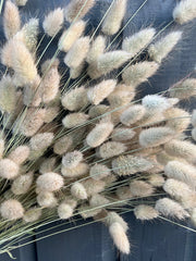 Bunny Tails Dried (Short) - REGN