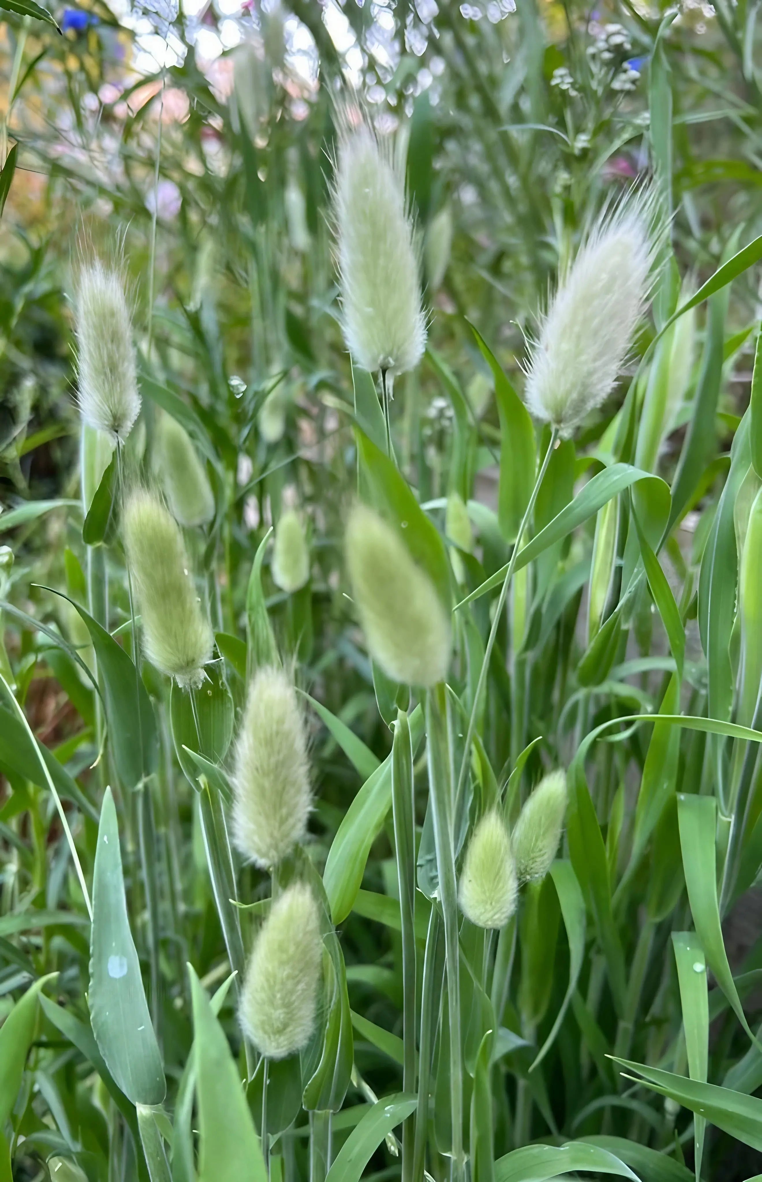 Bunny Tails - Lagurus Ovatus - REGN