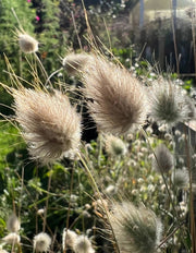Bunny Tails - Lagurus Ovatus - REGN