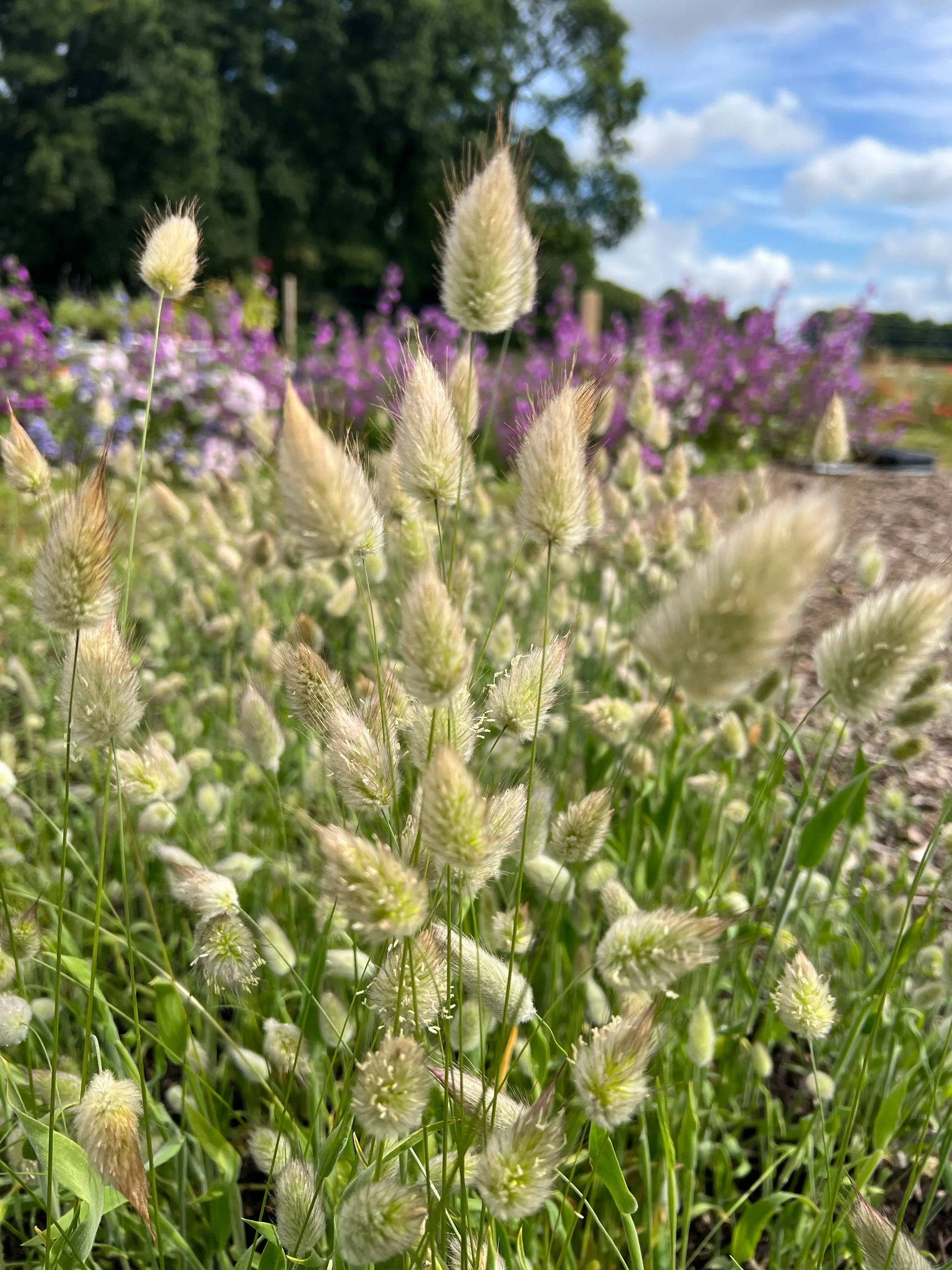 Bunny Tails - Lagurus Ovatus - REGN