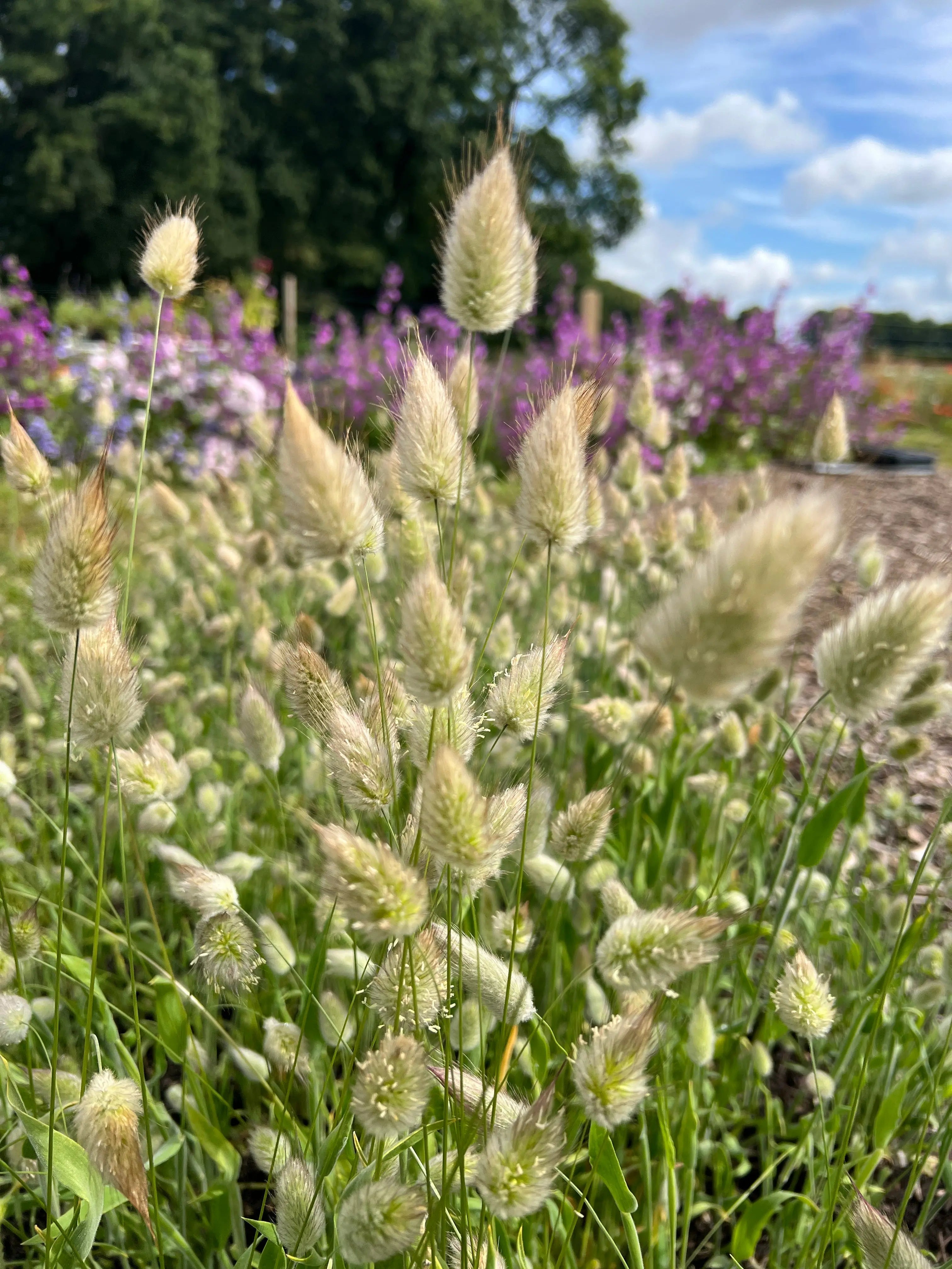 Bunny Tails - Lagurus Ovatus - REGN